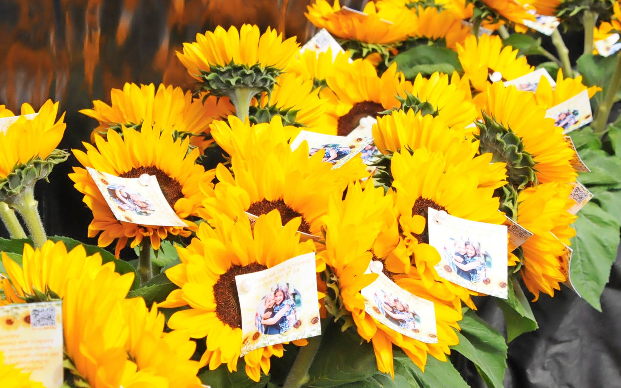 Zum Sonnenblumensonntag sorgen in Büderich wieder