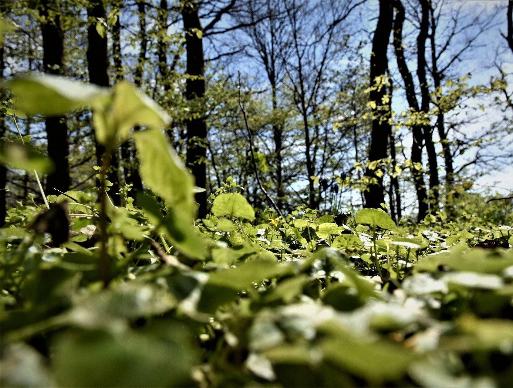 In Osterath entsteht das sechste Bürgerwäldchen.