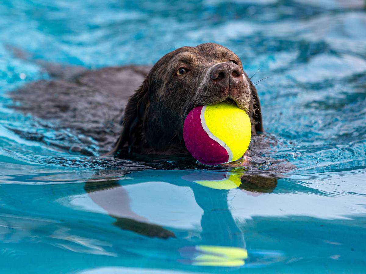 Hundeschwimmen 2025 im Freibad Bockum
