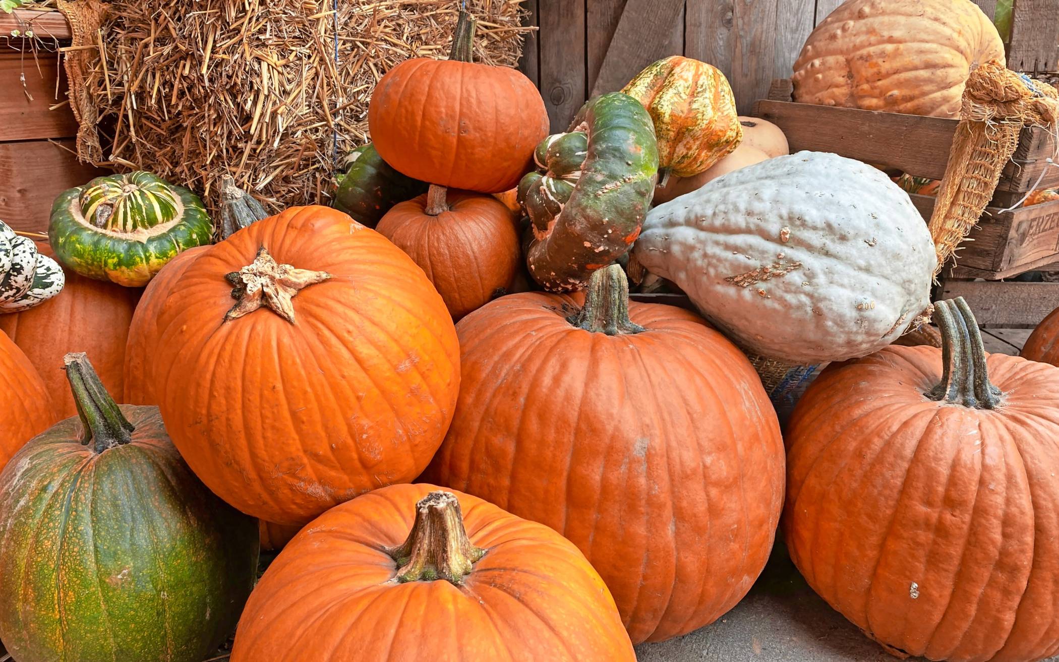 Viersen Kürbis Gemüse Erntedank