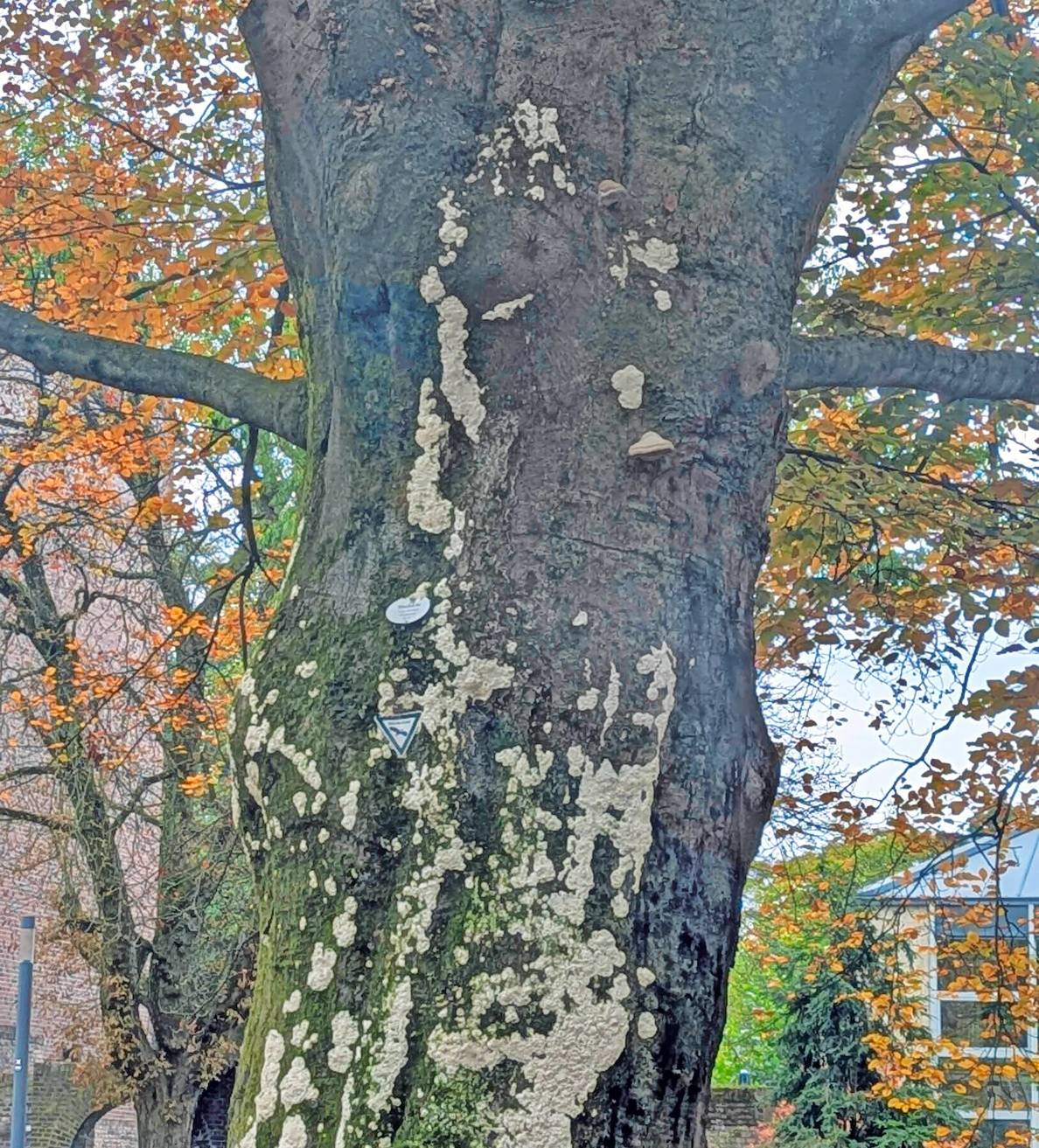 Die alte Buche ist von mehreren Pilzen befallen. Wie die Stadt Moers sagt, sei der Stamm so stark geschwächt, dass die Standsicherheit nicht mehr gewährleistet sei. 