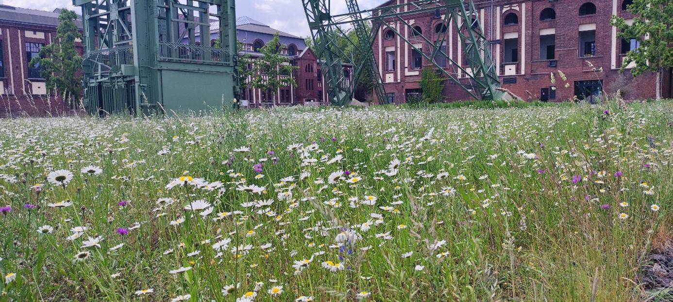 Die Stadt Kamp-Lintfort ist mit dem Label „StadtGrün naturnah“ ausgezeichnet worden. 