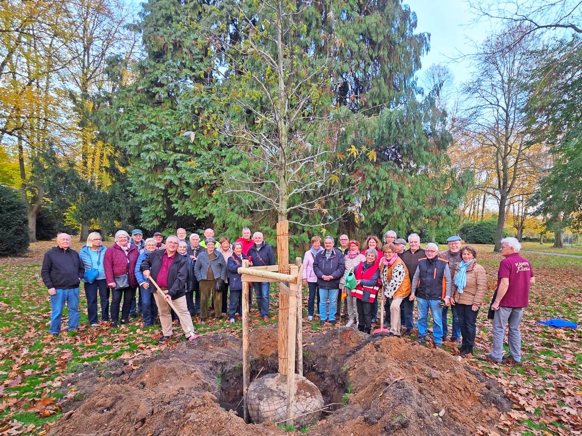Einen Amberbaum gepflanzt