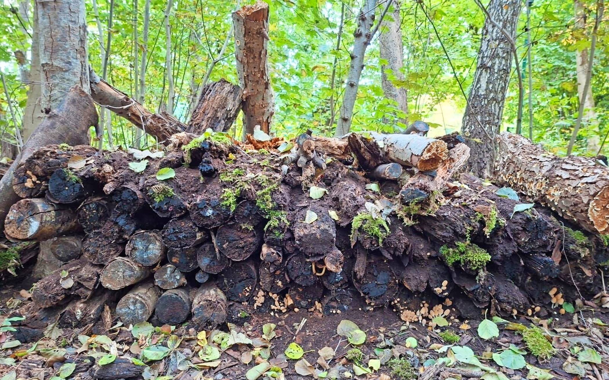  In alten Baumstämmen oder sogenannten Benjeshecken finden Tiere über den Winter oft eine Zuflucht. Foto: Stadt Willich  