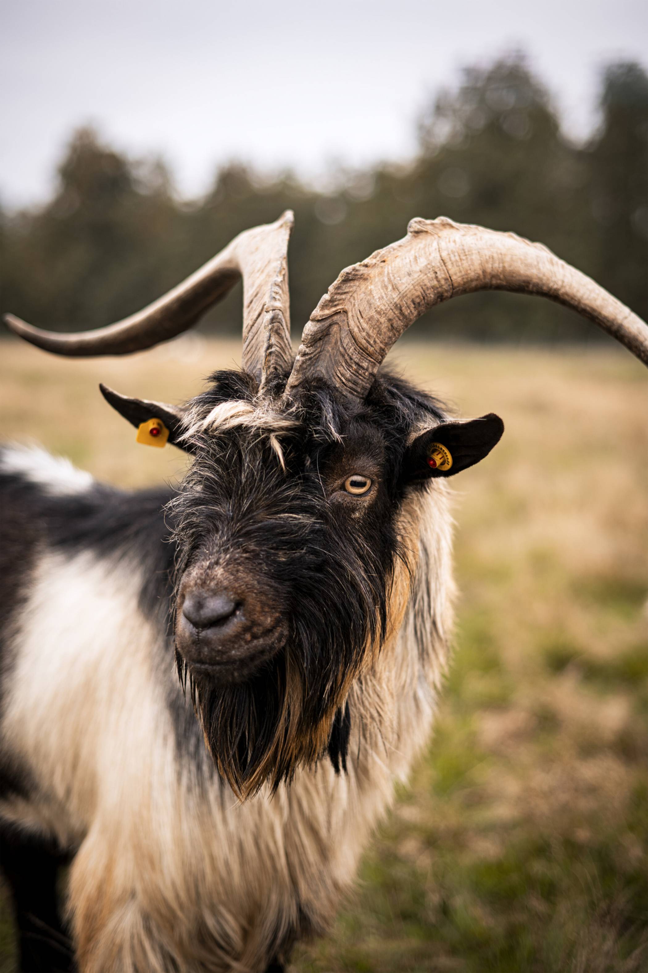  Zwei kastrierte Böcke tragen als Gesellschaftstiere zu einer entspannteren Stimmung unter den Böcken bei. Kastrierte Ziegenmänner nennt man übrigens – wie passend – Mönche 