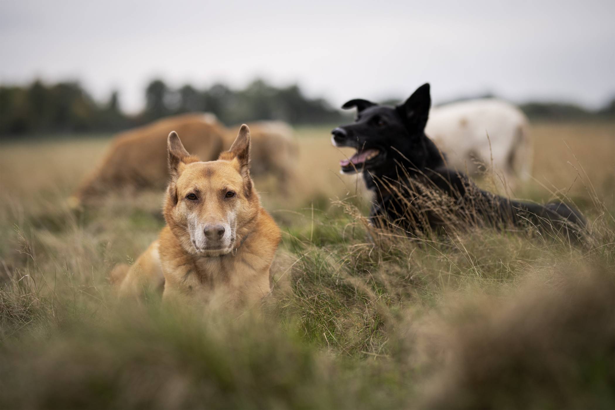  Neelix und Lahja begleiten Natasha und Rudger bei ihren täglichen Hirtenpflichten 