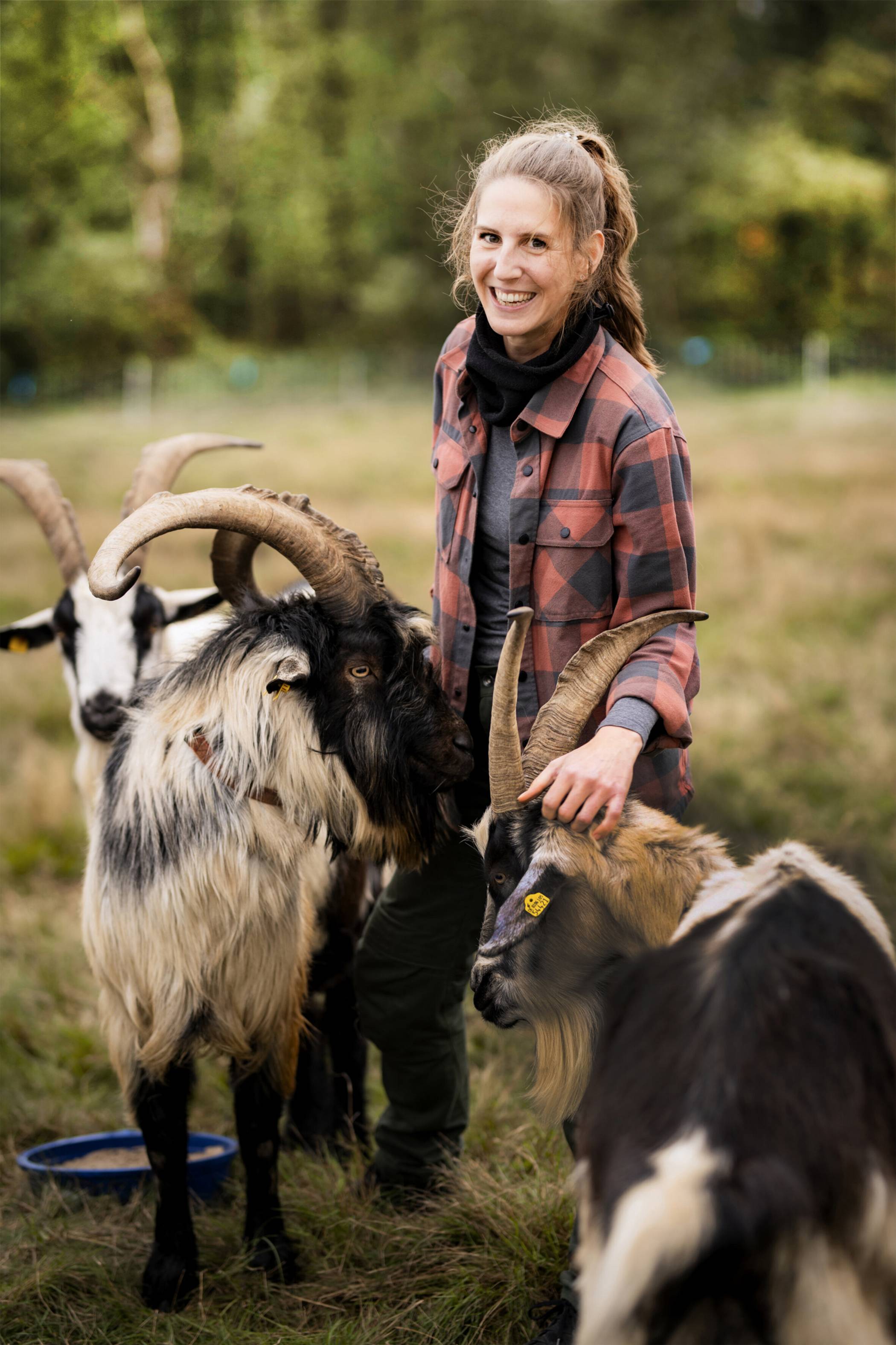 Gescheckte Gärtnerinnen: Rams Ziegen