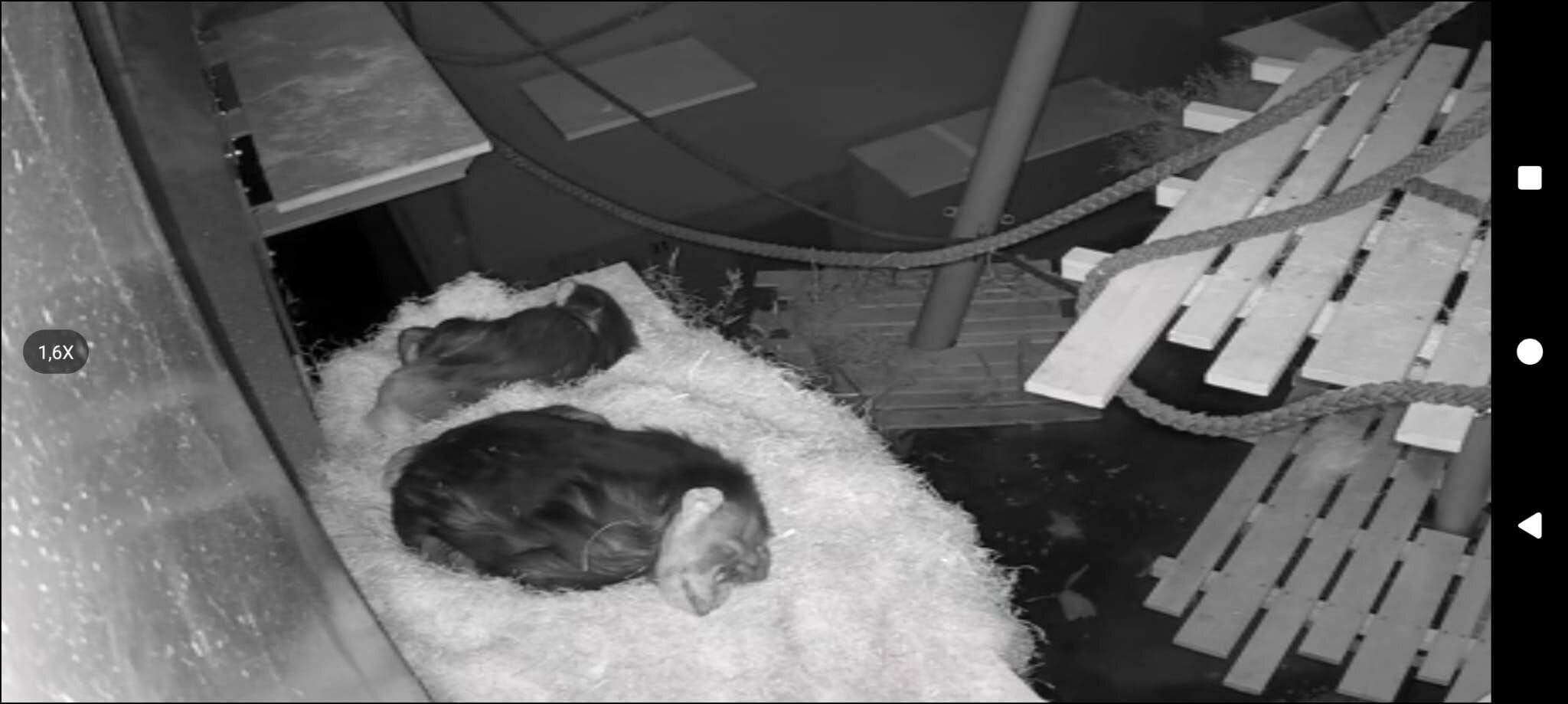 Schimpansen wurden erfolgreich zusammengeführt