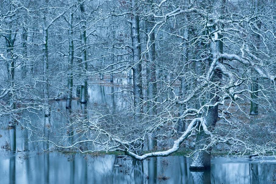 Gesamtsieger des Naturfotografie-Wettbewerbs ist Dieter Damschen mit seinem Foto „Winterhochwasser im Auwald“   