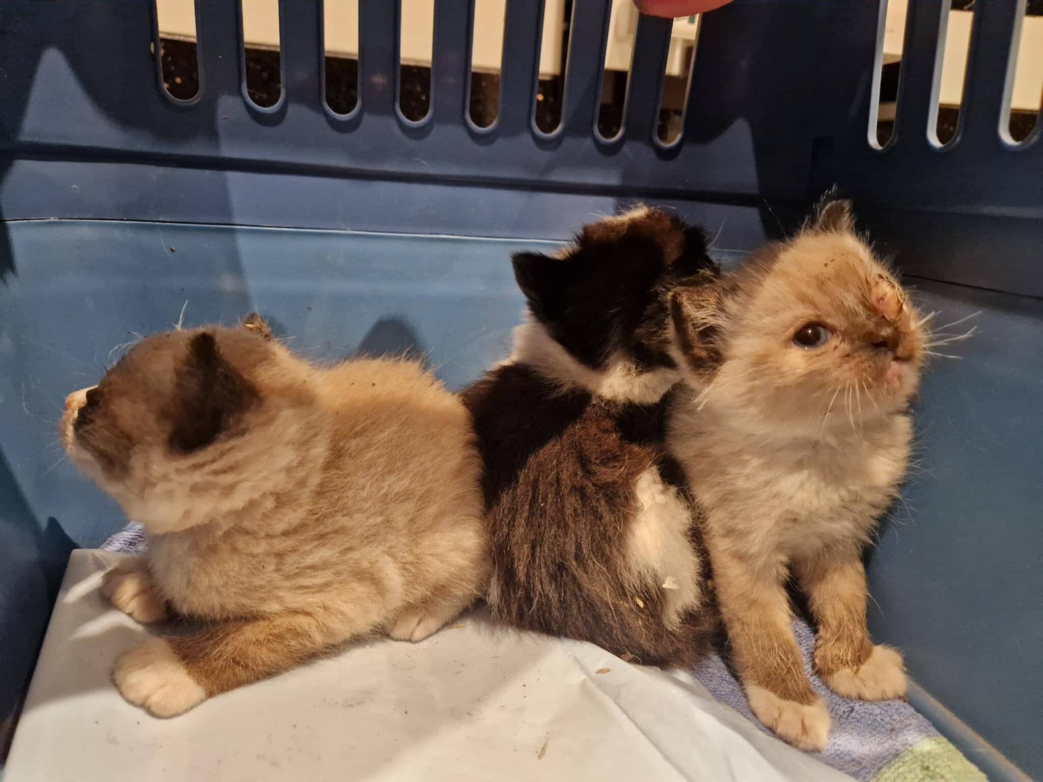 Das Wichtigste ist die Kastration und die Behandlung der oft stark erkrankten Katzen. Hilflose Kitten werden von den Ehrenamtlern des Tierschutzvereins aufgepäppelt und tierärztlich versorgt.