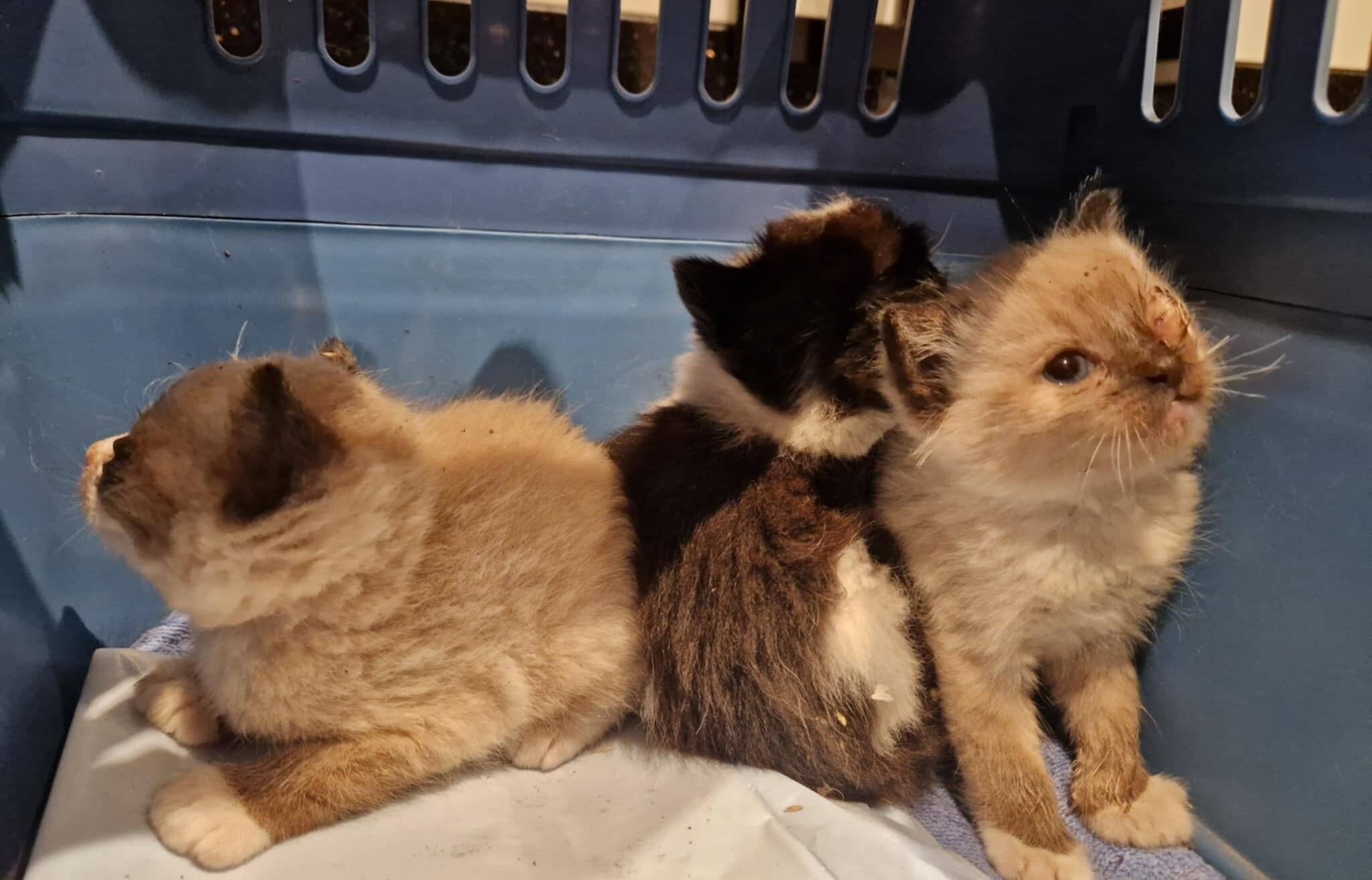 Das Wichtigste ist die Kastration und