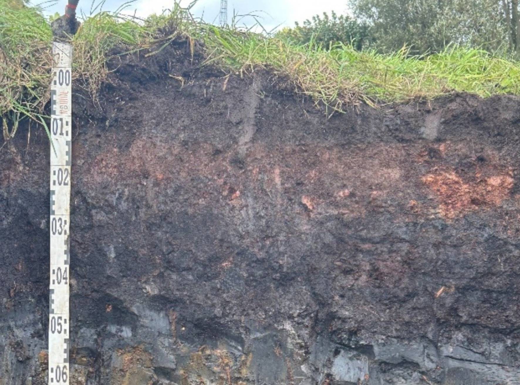  Das Profil eines Erdniedermoores aus dem Salbruch zeigt Einflüsse anthropogener Bodenbearbeitung und Rasensteinbildung (rötlich). Die 1980 kartierte Mächtigkeit des Torfes von ca. 1 m kann nicht mehr festgestellt werden.       