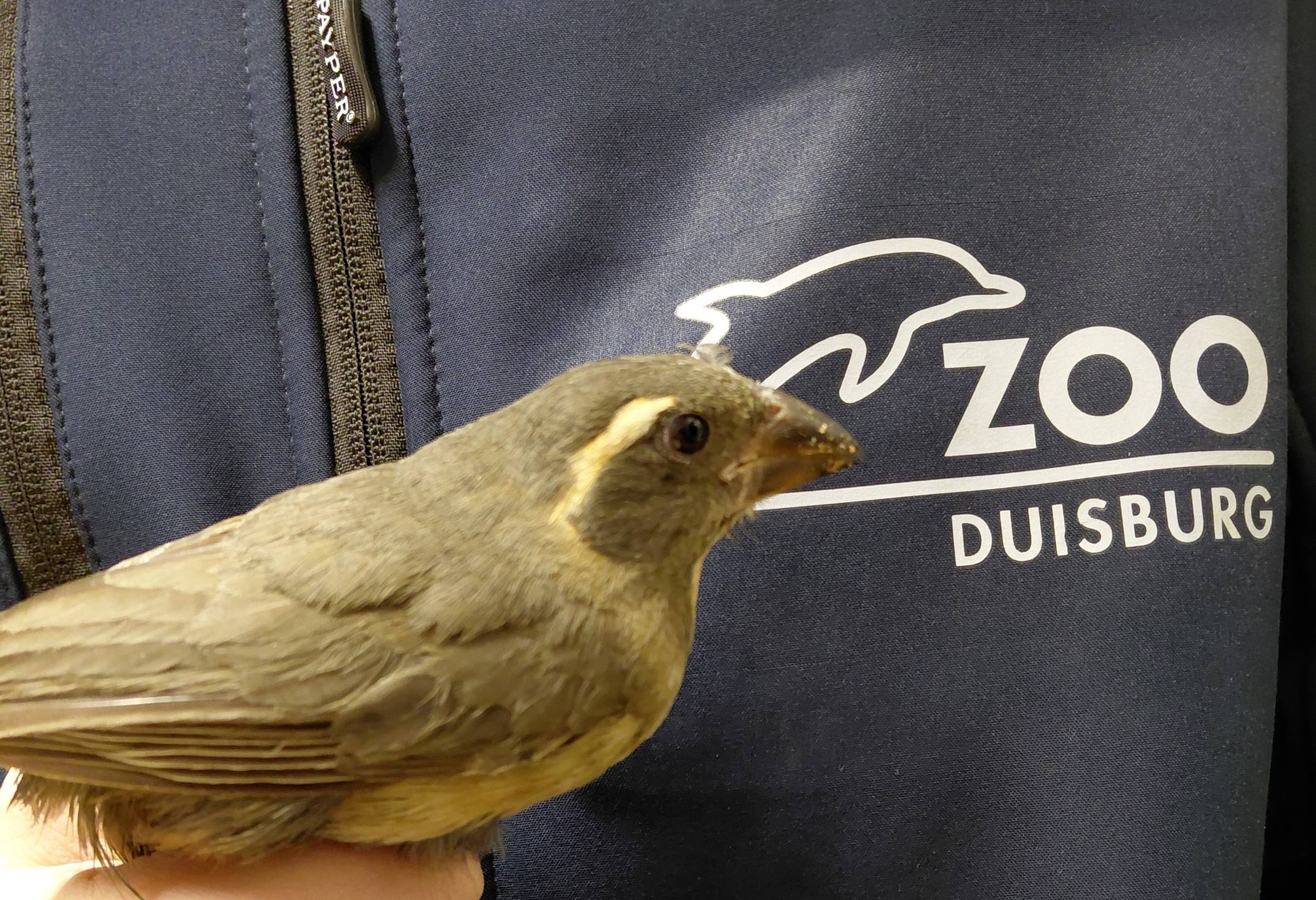  Einer der sichergestellten Grünschnabelsaltatoren nach der Ankunft im Zoo Duisburg. 