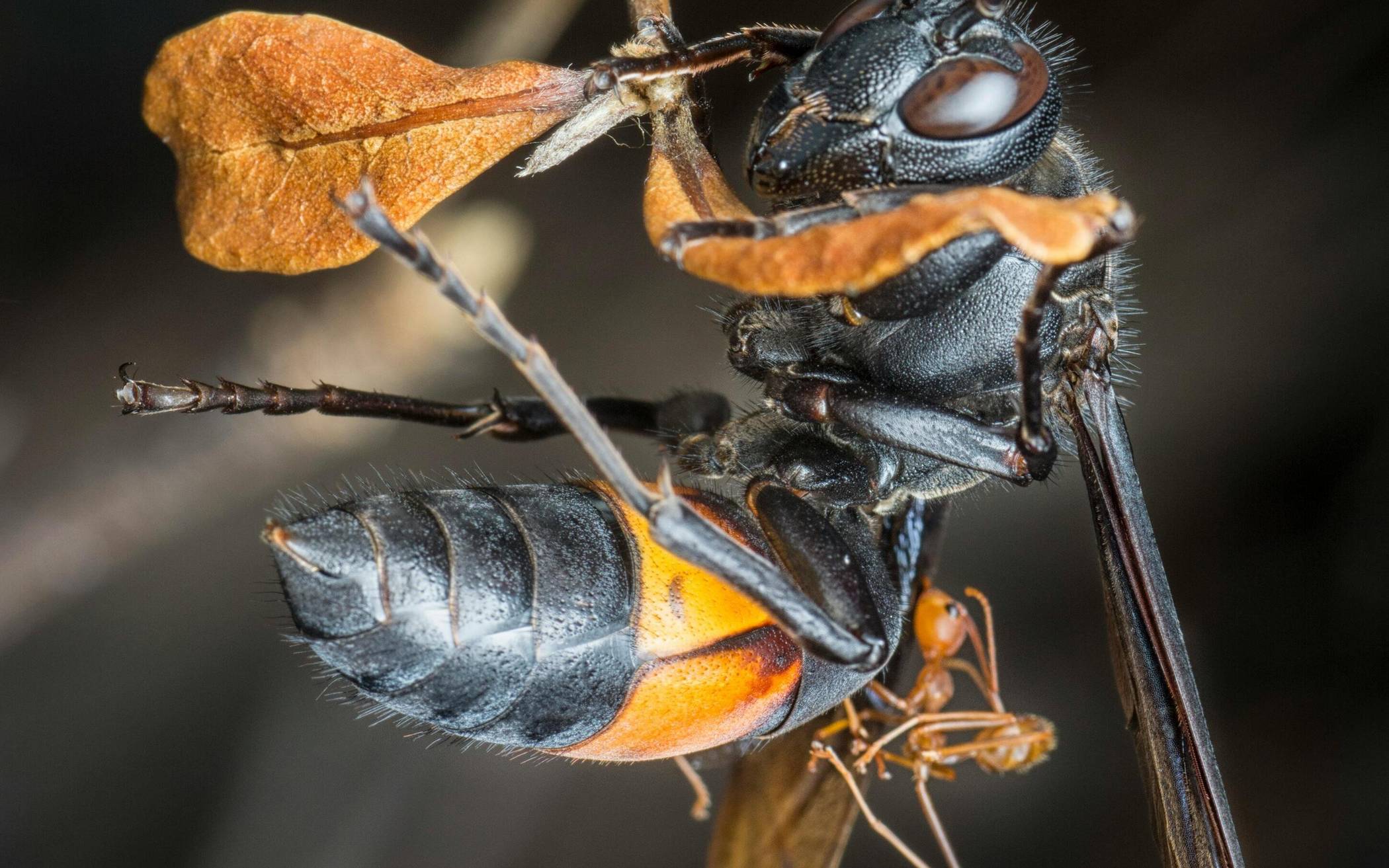 Zahlreiche Nester der Asiatischen Hornisse wurden