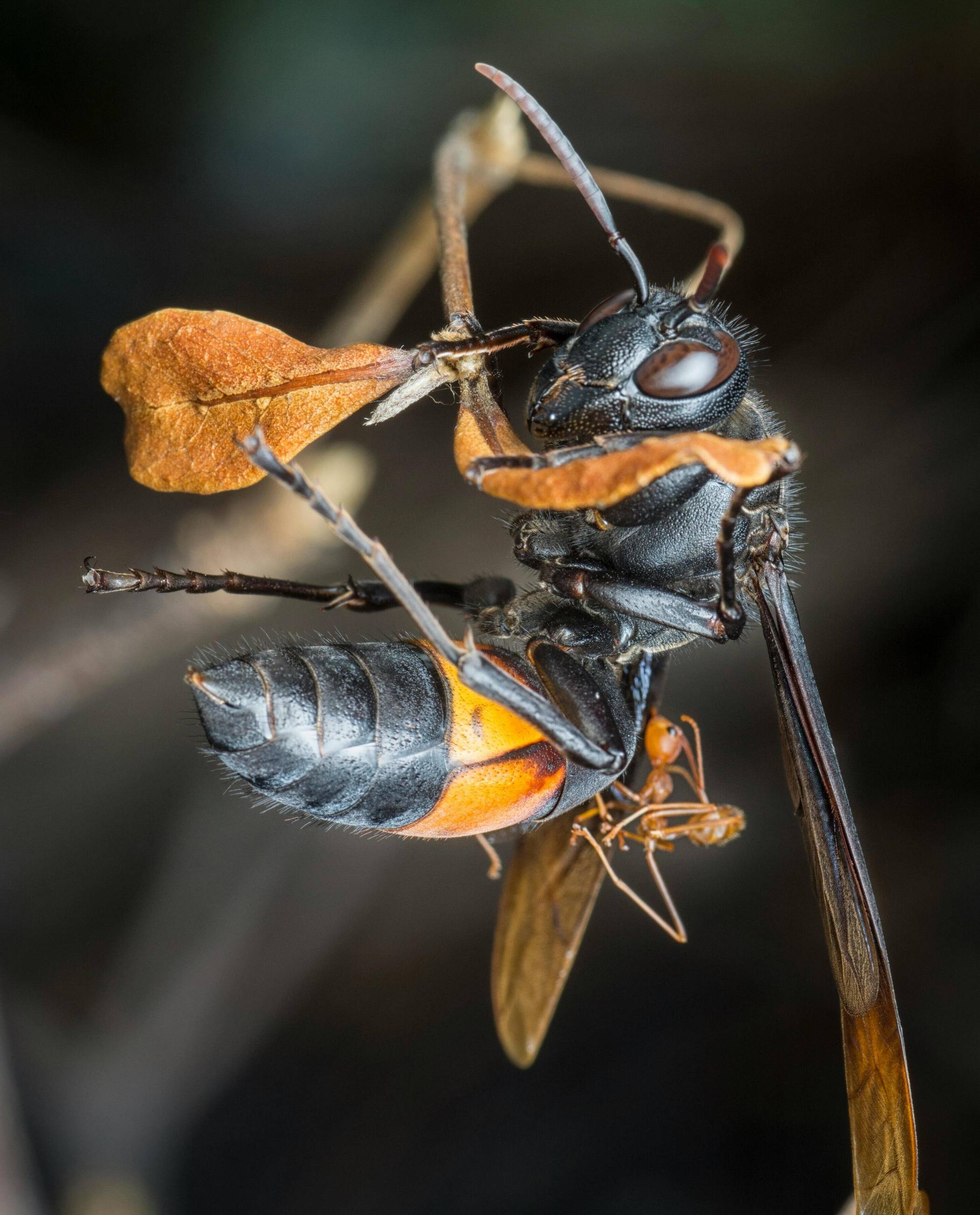 Zahlreiche Nester der Asiatischen Hornisse wurden 2025 entfernt. Im Februar geht die Bekämpfung weiter. 