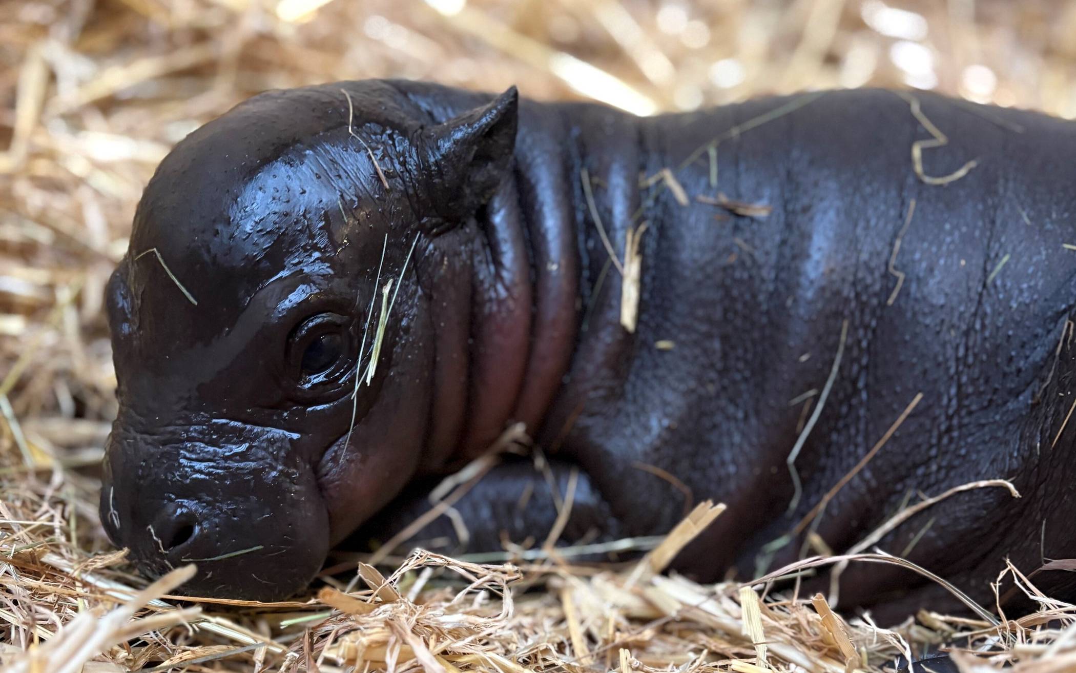 Hippo-Nachwuchs im Zoo Duisburg