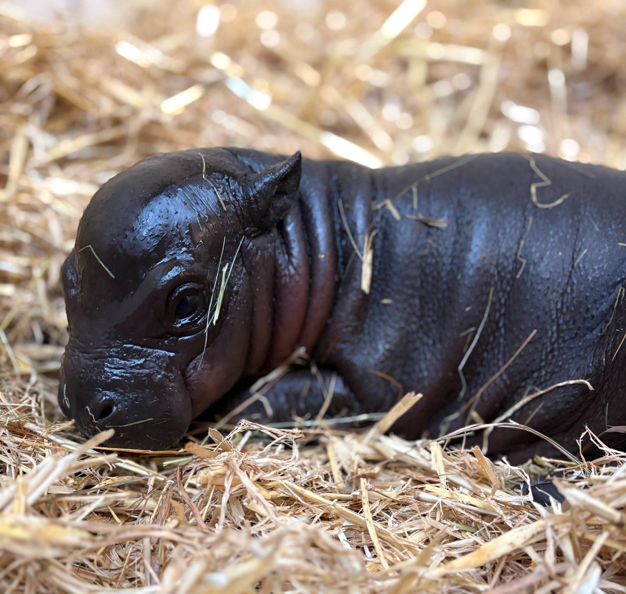 Foto: Zoo Duisburg / M. Tetzlaff