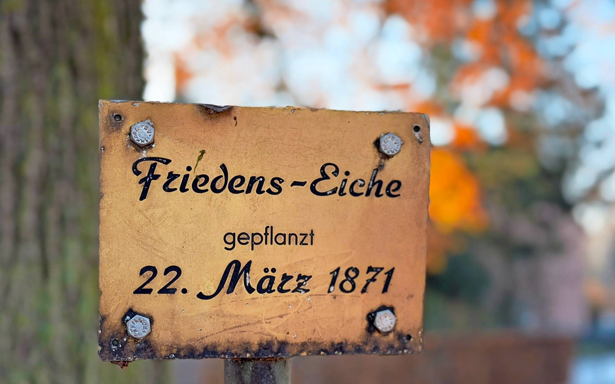  Seit 1871 steht die Friedenseiche an ihrem Platz in Neersen.  