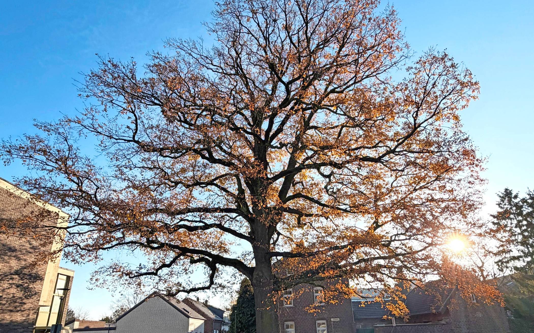  Für die Friedenseiche in Neersen gab es jetzt eine „Frischekur“.   