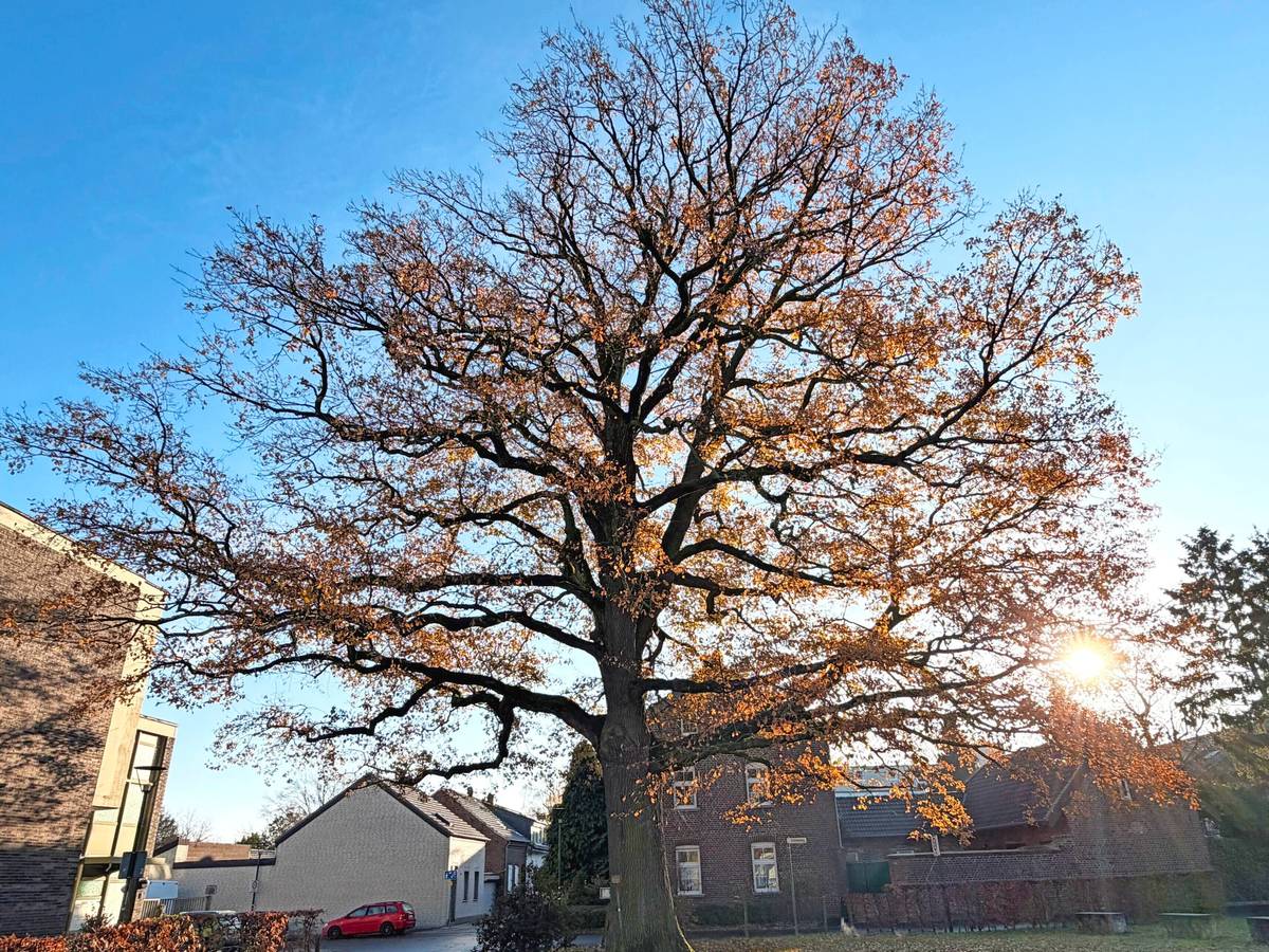 Frischekur für die Friedenseiche Neersen
