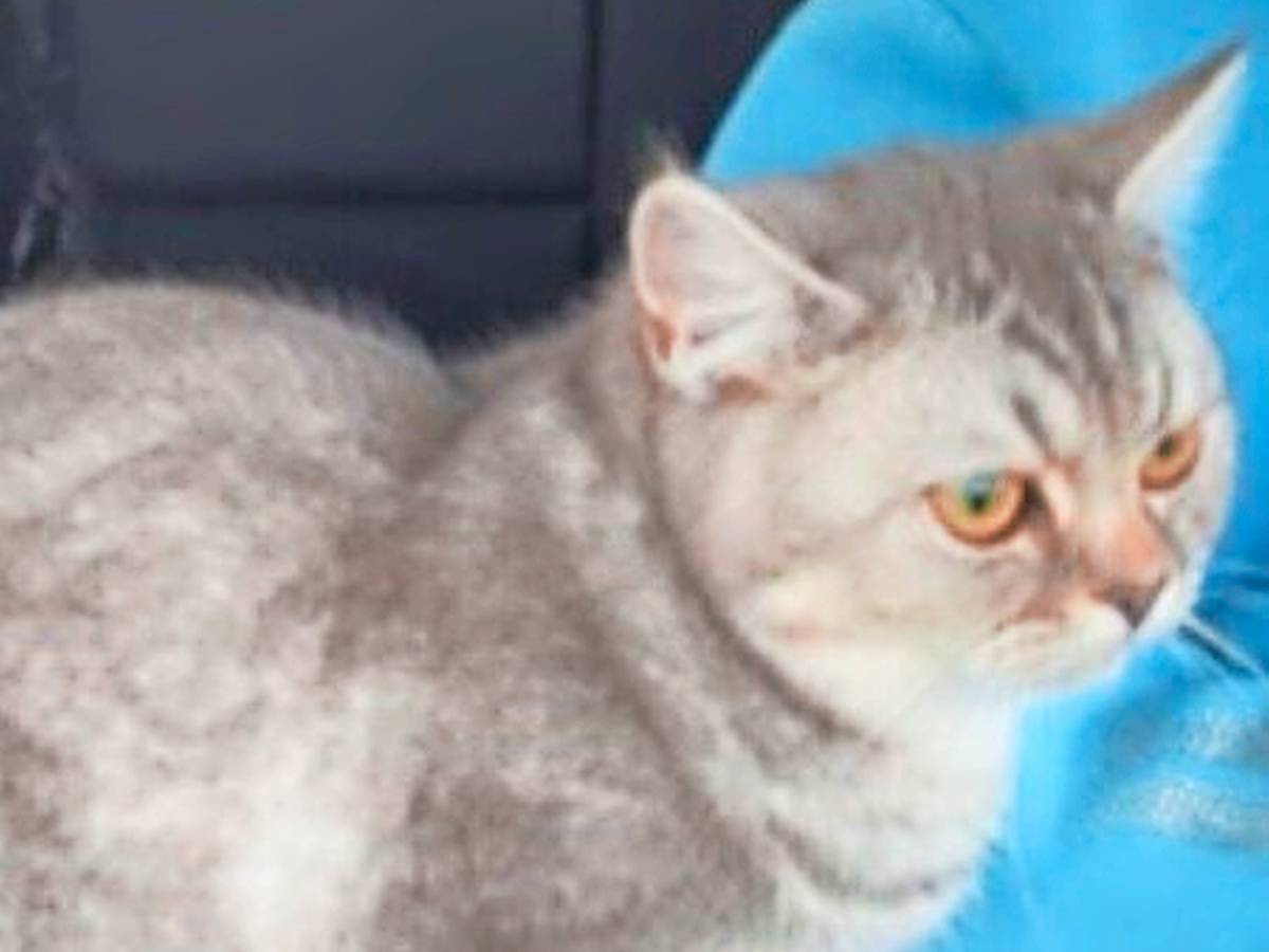 Hübsche Twinkie wird vermisst