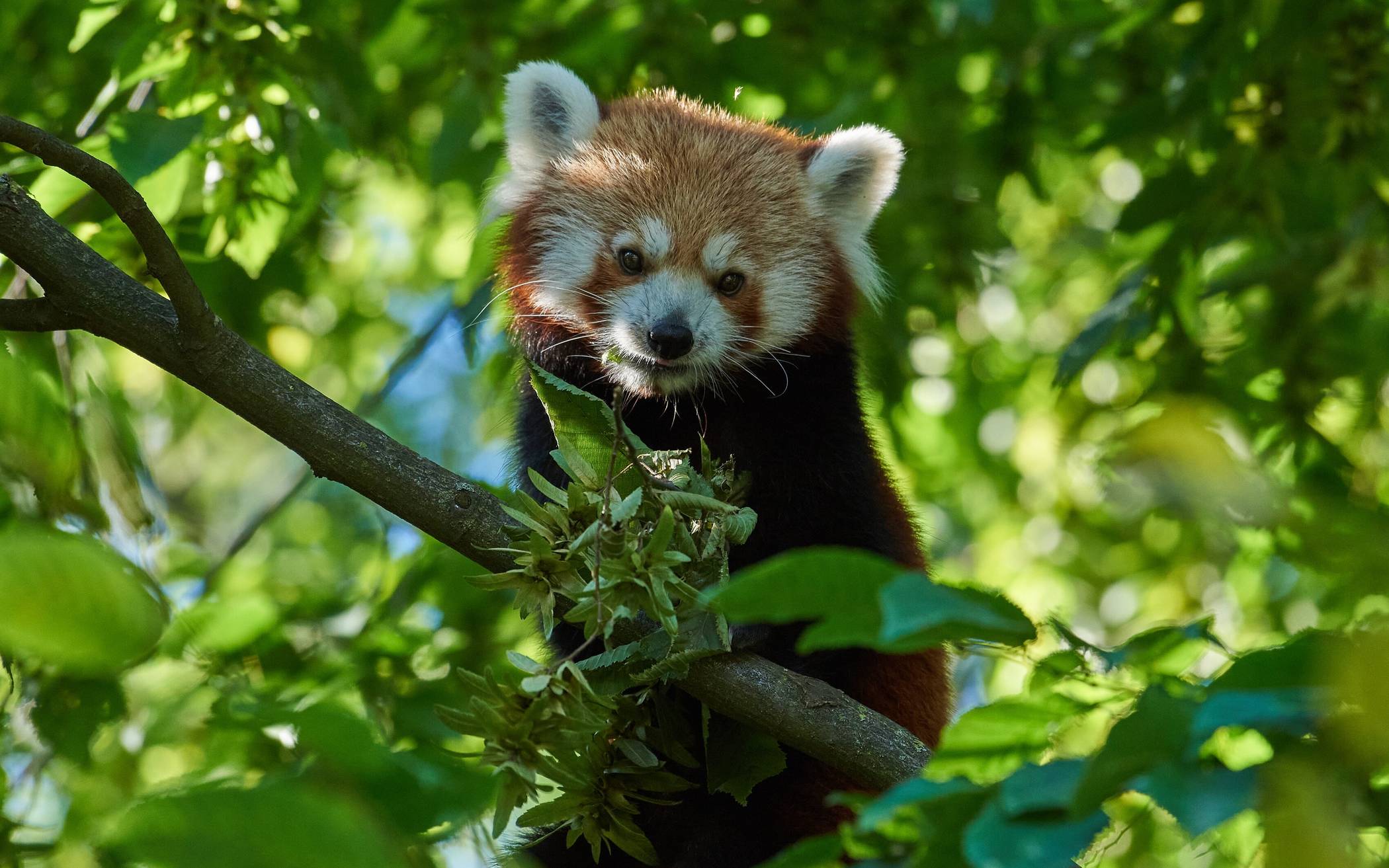 Das schönste Nikolausgeschenk: Jahreskarten für den Zoo