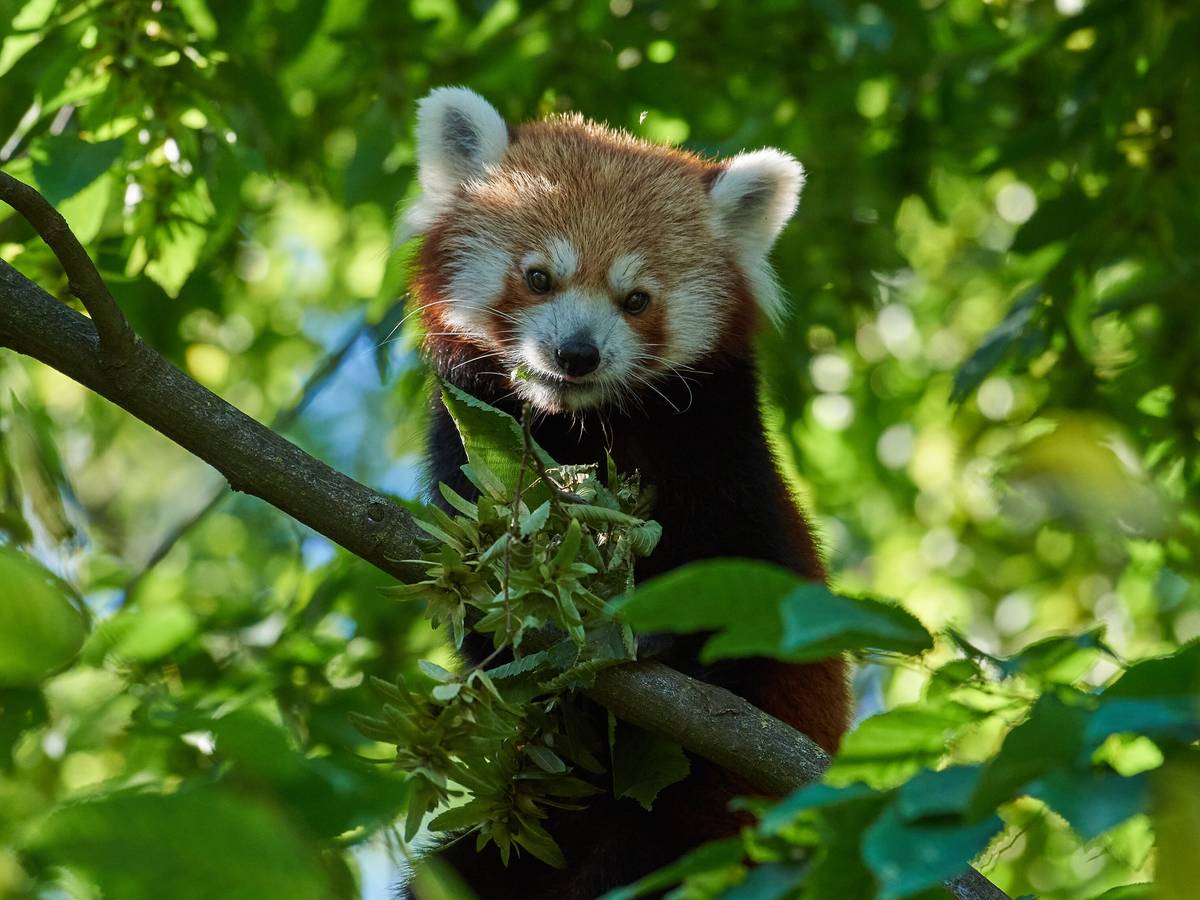 Das schönste Nikolausgeschenk: Jahreskarten für den Zoo