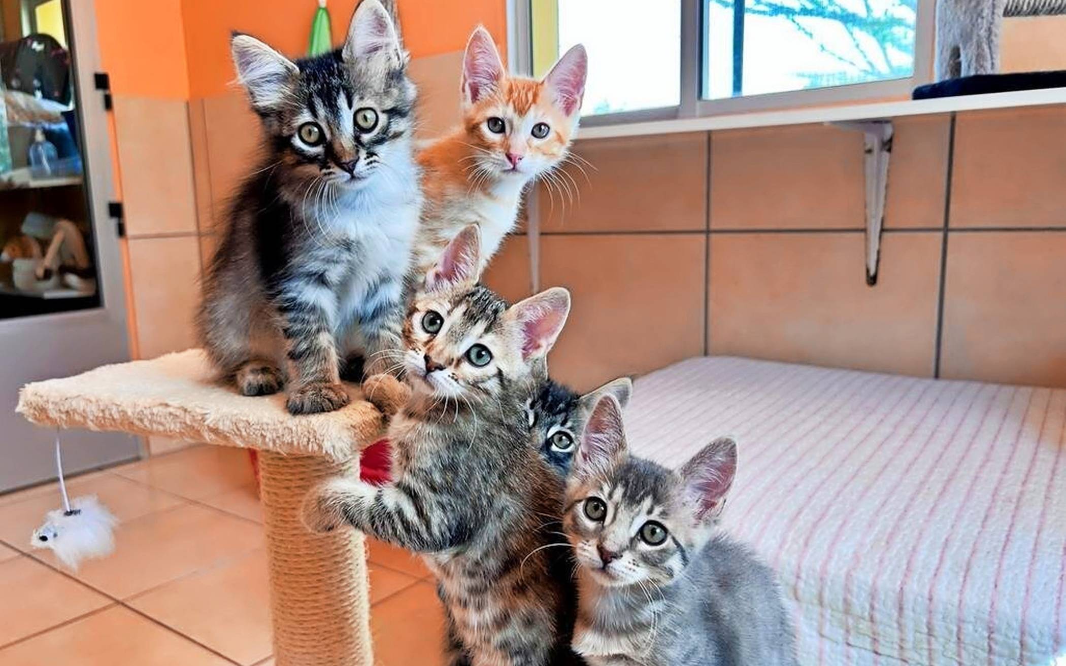 Bis 8. Januar werden in Meerbusch