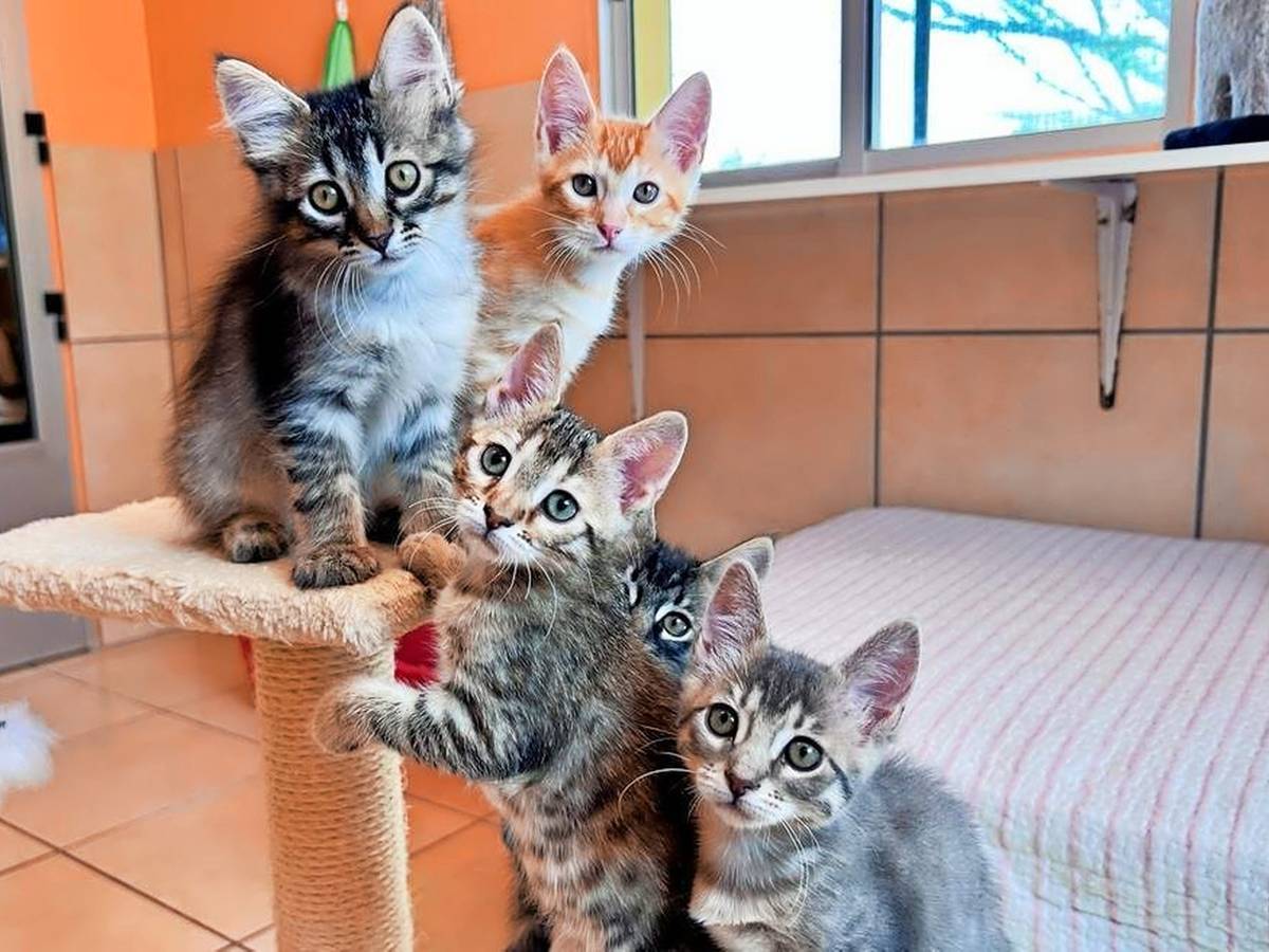 Spenden für Hunde und Katzen!