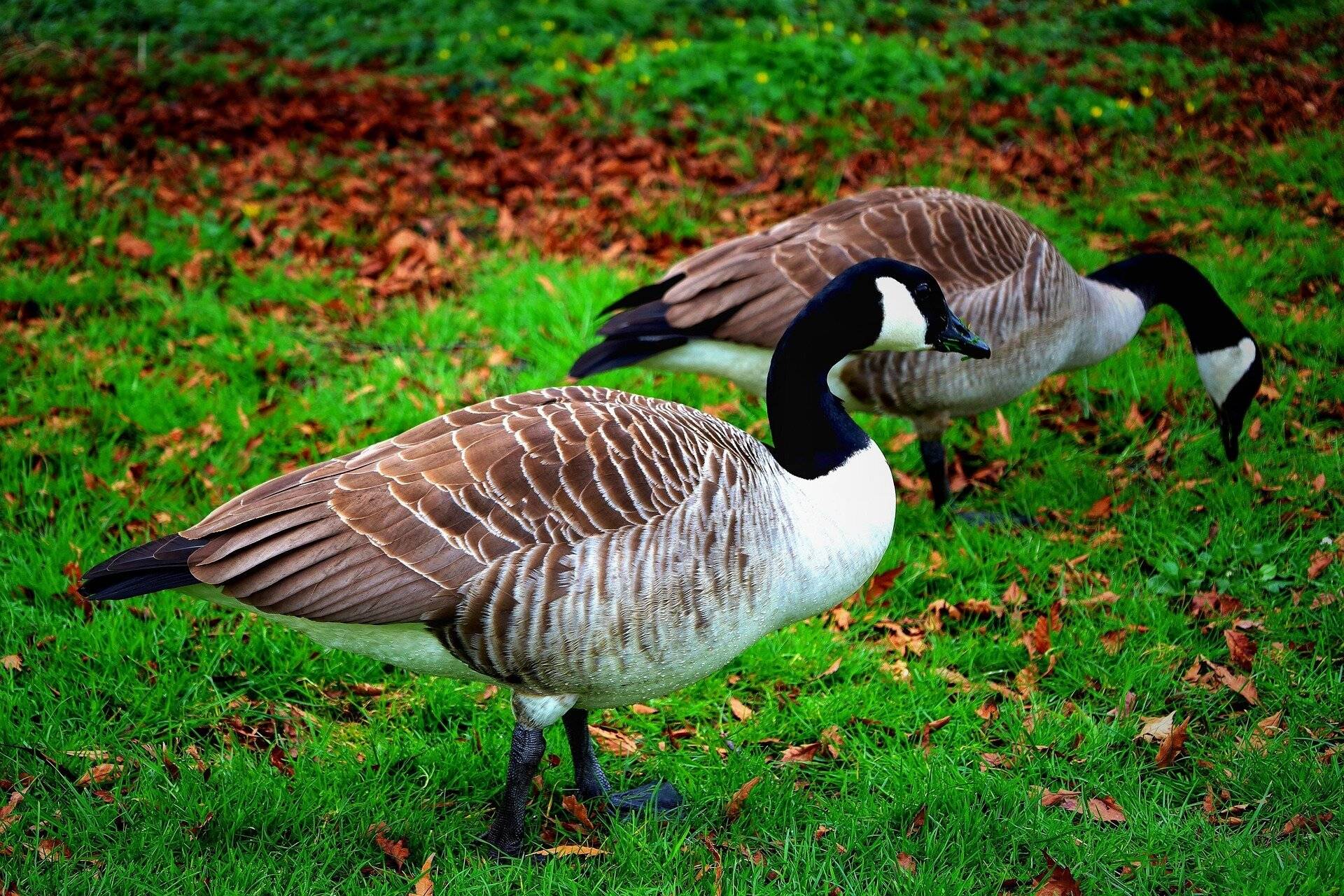 In Mönchengladbach sind mehrere Wildgänse vermutlich