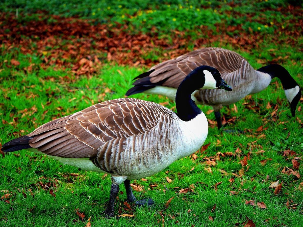 Verdacht auf Geflügelpest bei Wildgänsen