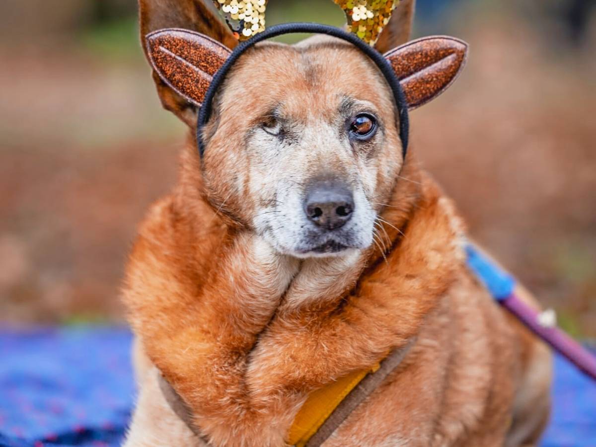 Hündin Bertha ist noch auf der Suche