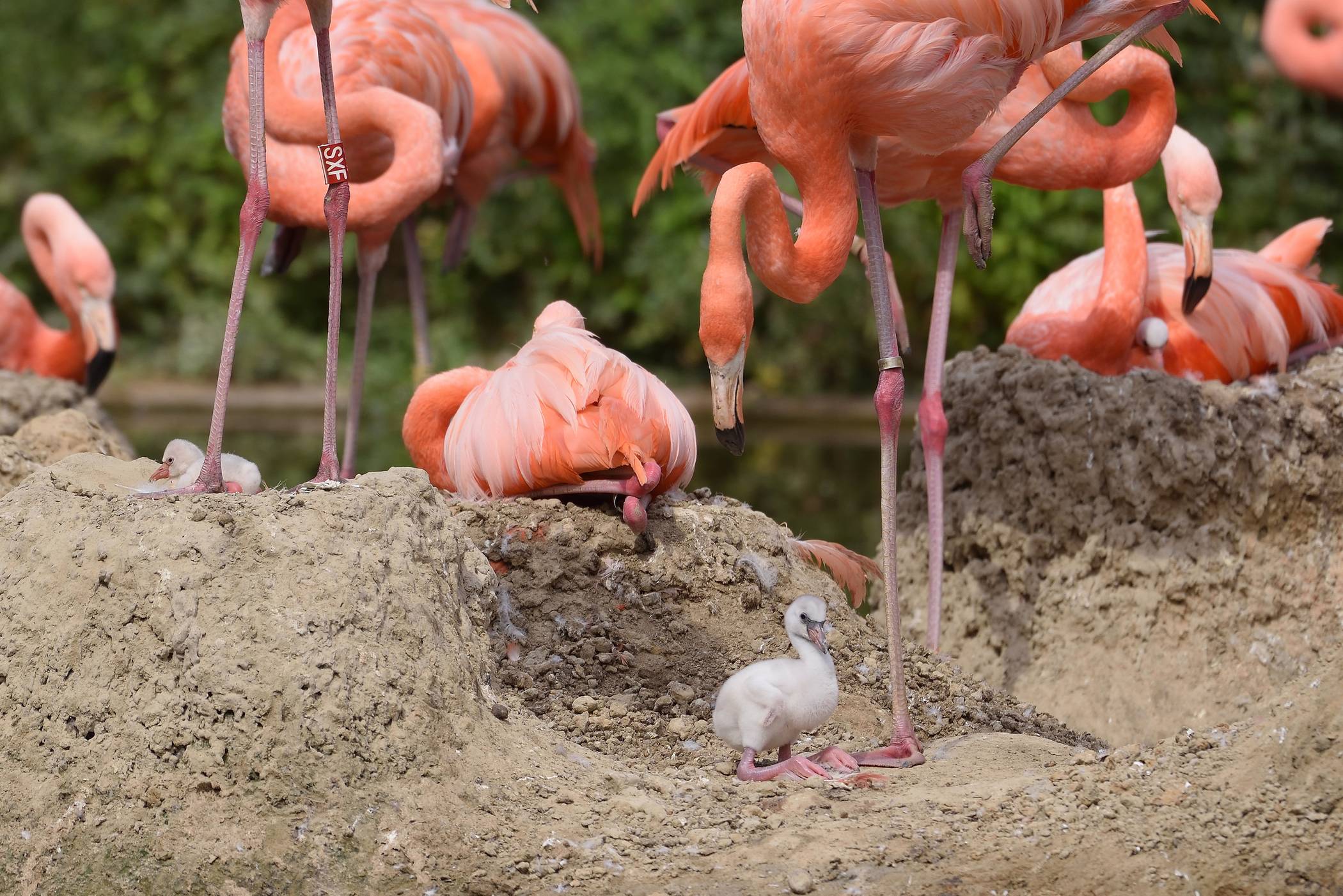 Vogelgrippe im Zoo Krefeld nachgewiesen - Schutzmaßnahmen