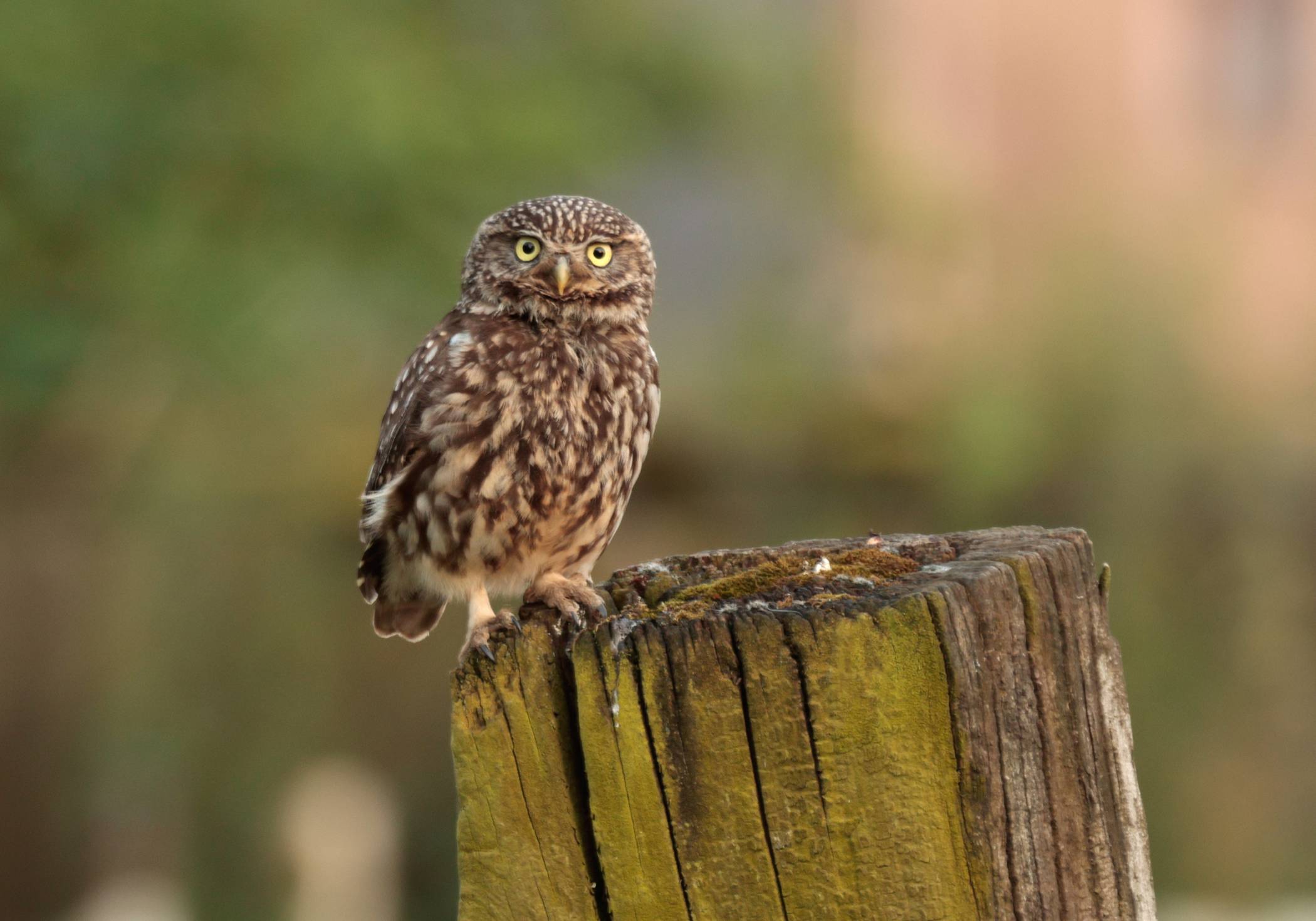 Auch der Steinkauz braucht Hilfe. 