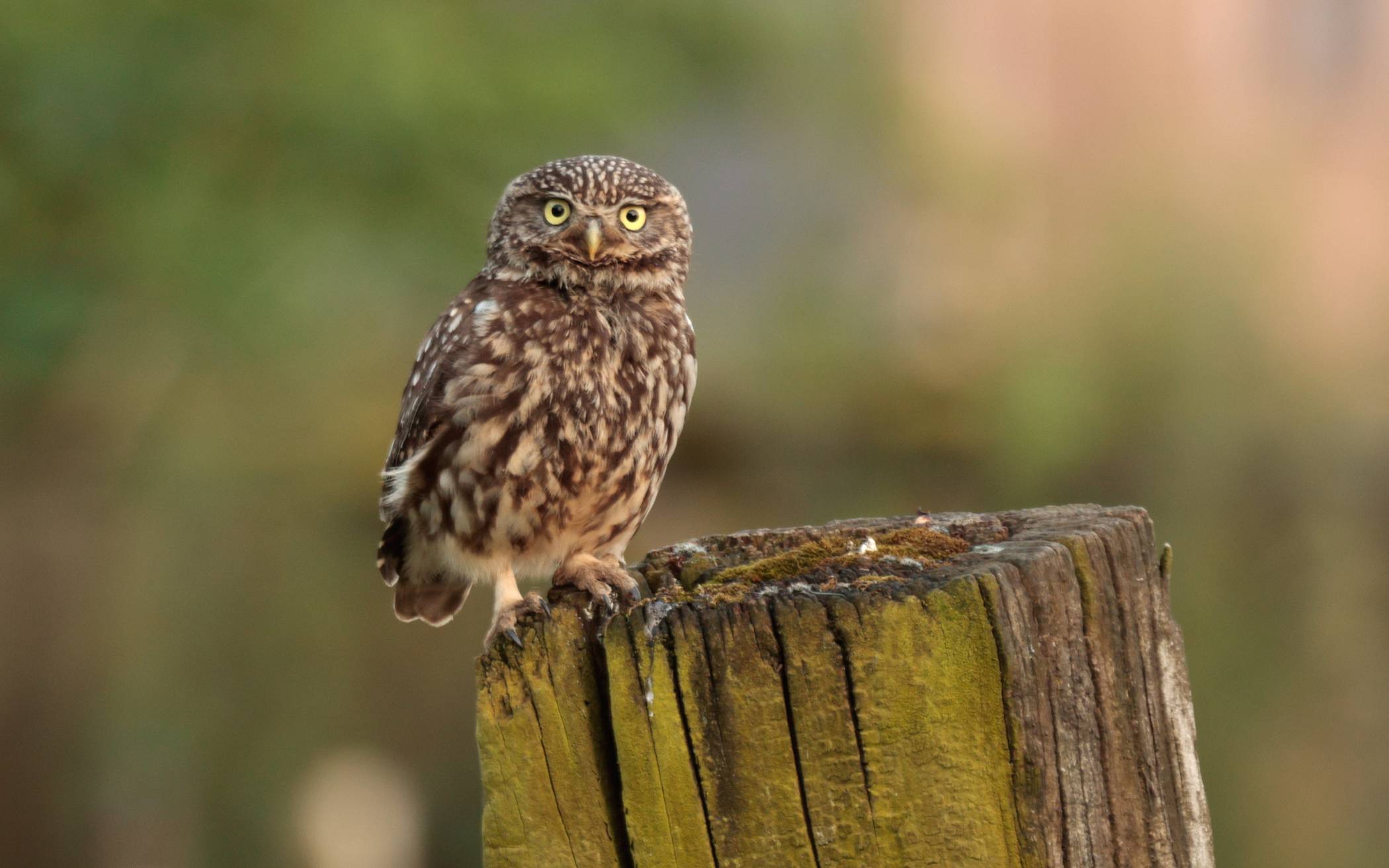 Auch der Steinkauz braucht Hilfe.⇥Foto: Ulla