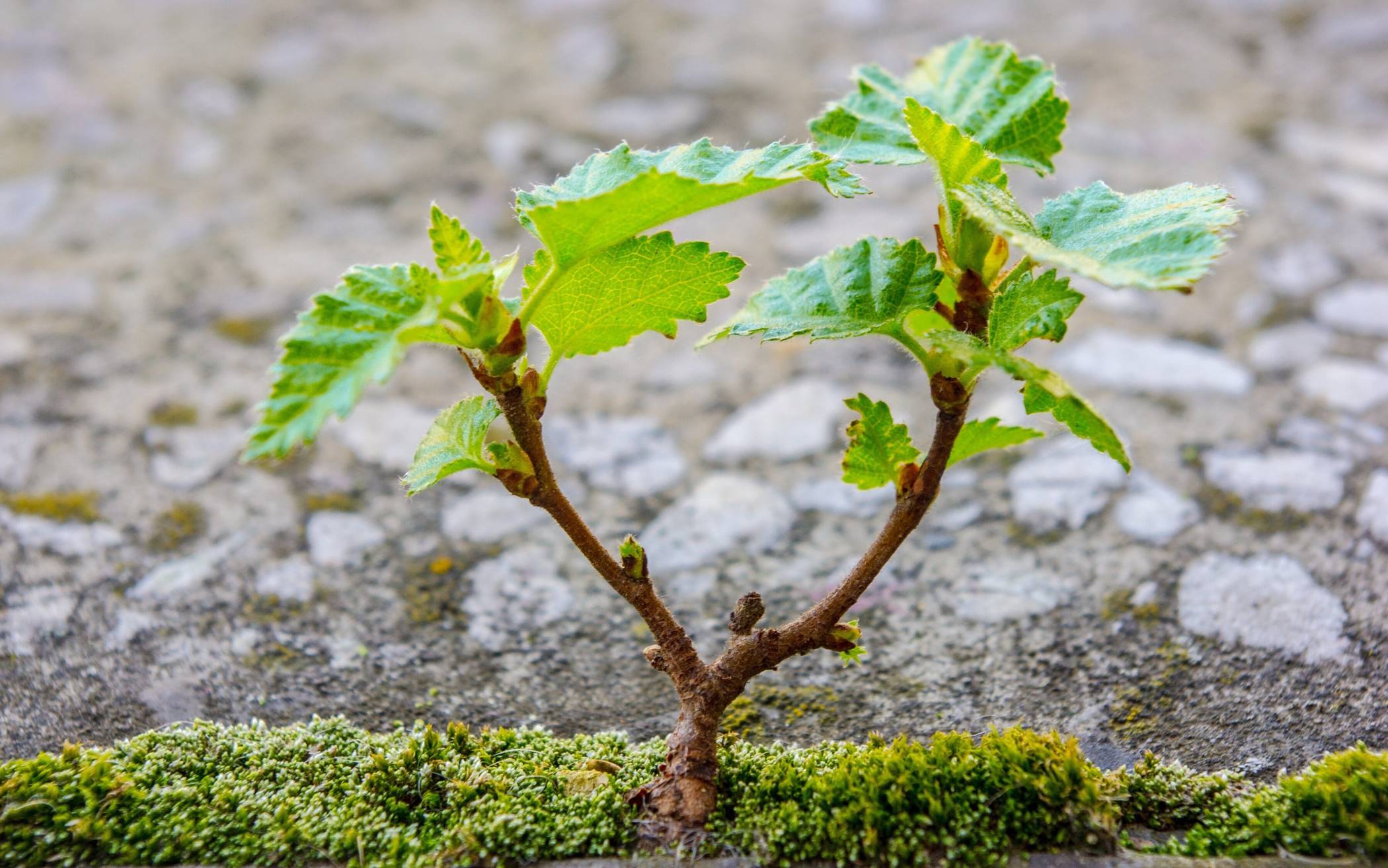 Setzlinge diverser Arten werden an Bürger verschenkt. 