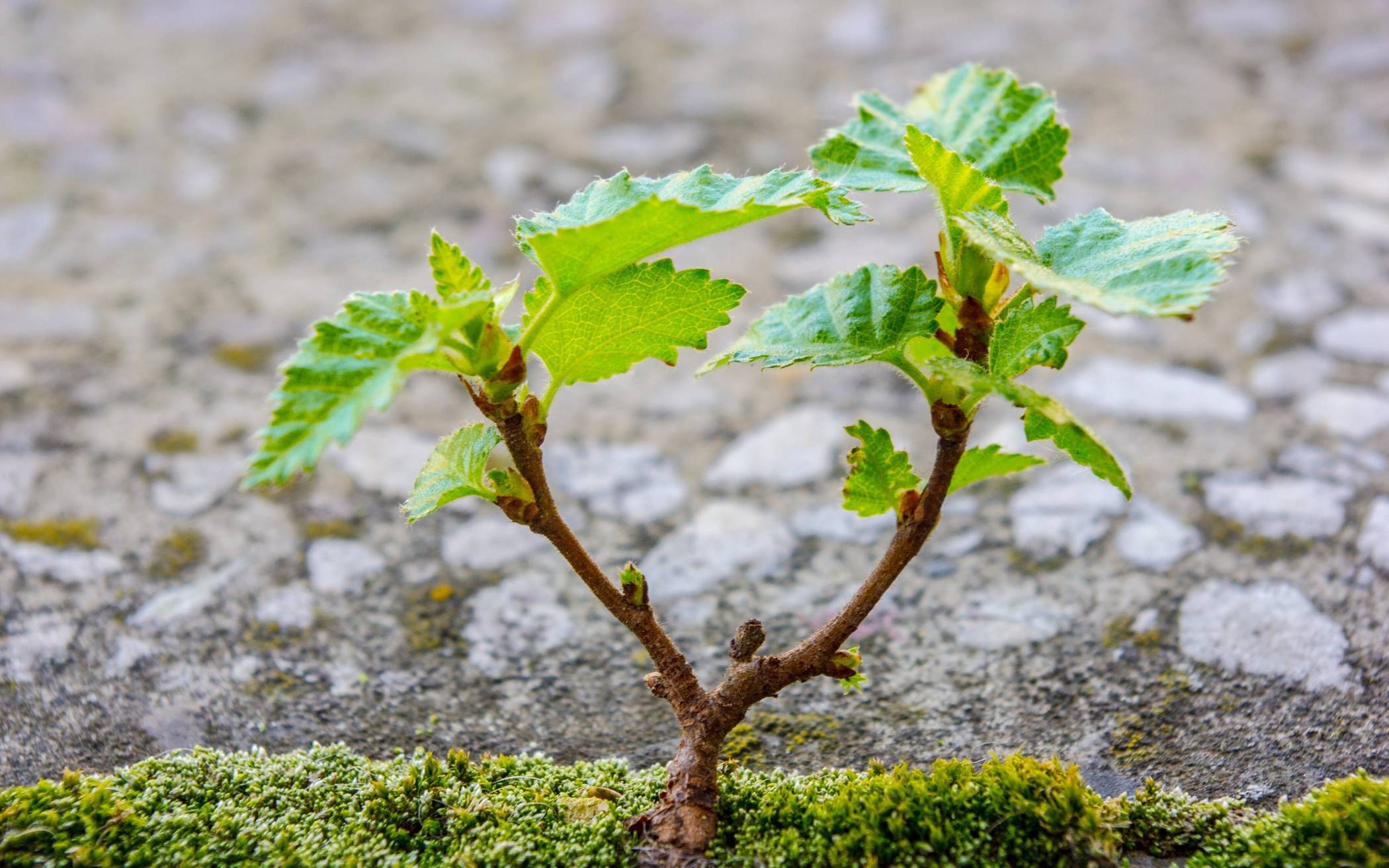 Setzlinge diverser Arten werden an Bürger