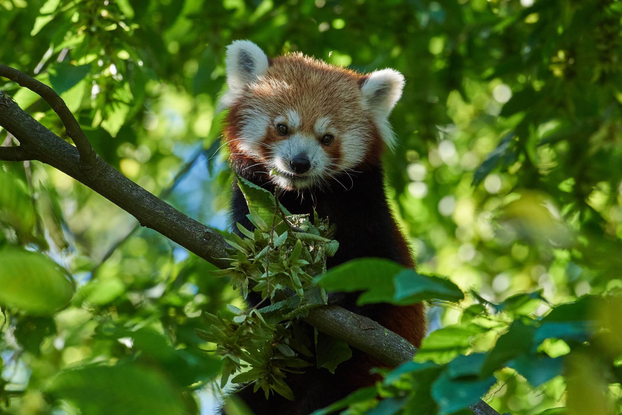 Krefeld: Ausblick auf ein spannendes Zoo-Jahr
