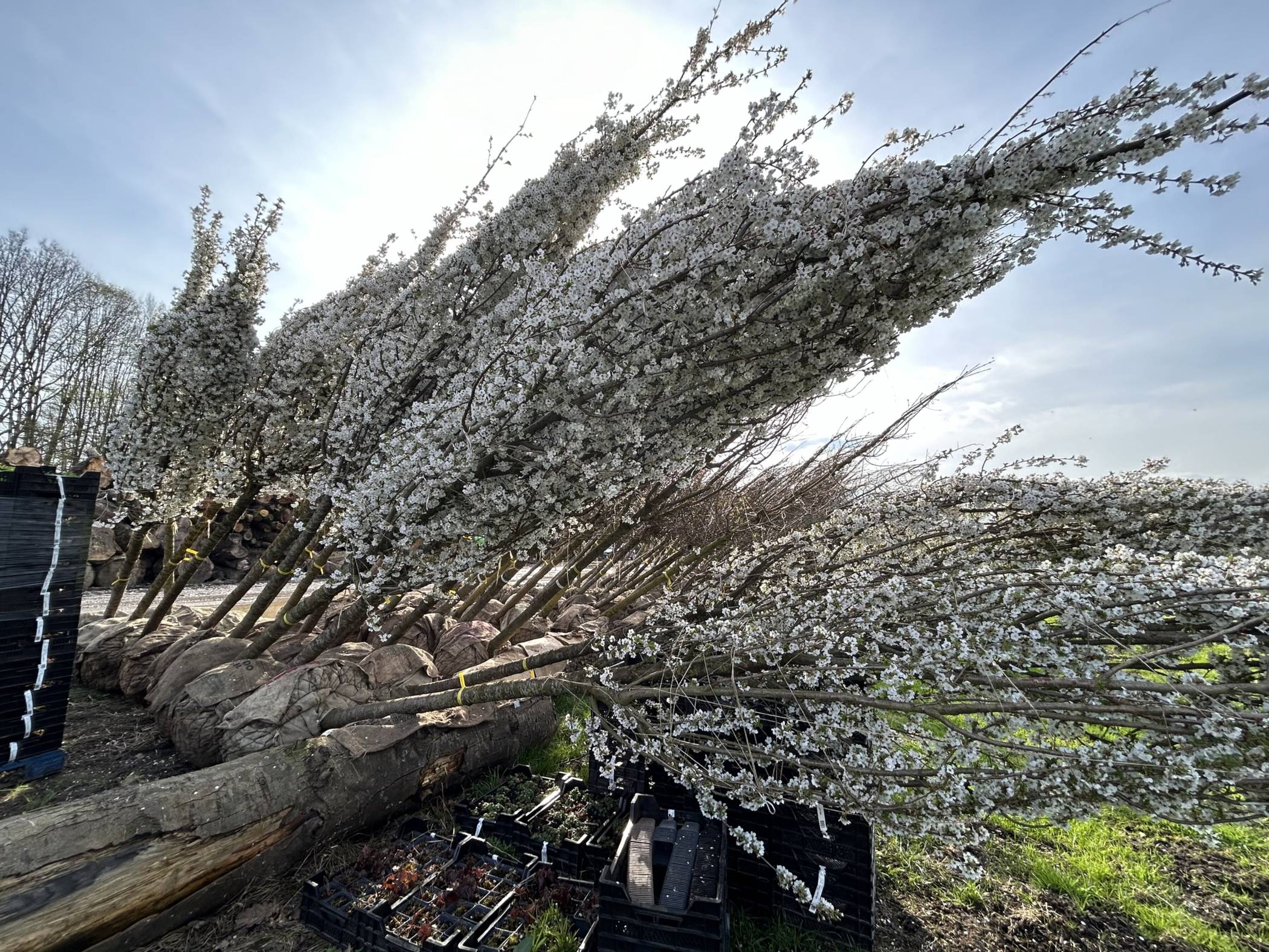  Die Stadt Mönchengladbach und mags investieren in die Entwicklung eines Stadtbaumkonzepts und in den Bau von 100 nachhaltigen Baumquartieren. 