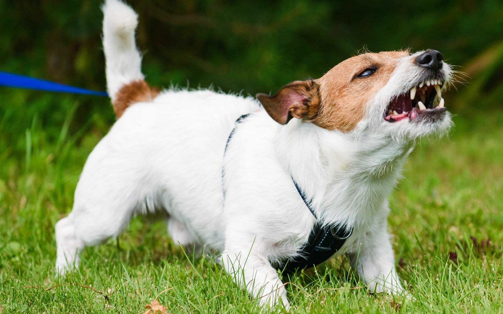  Der wohlgemeinte Hinweis „Der tut nix“ beruhigt Menschen, die Hunden gegenüber ängstlich sind, wenig. Die Regeln der Ordnungsbehördlichen Verordnung erleichtern das Miteinander. 