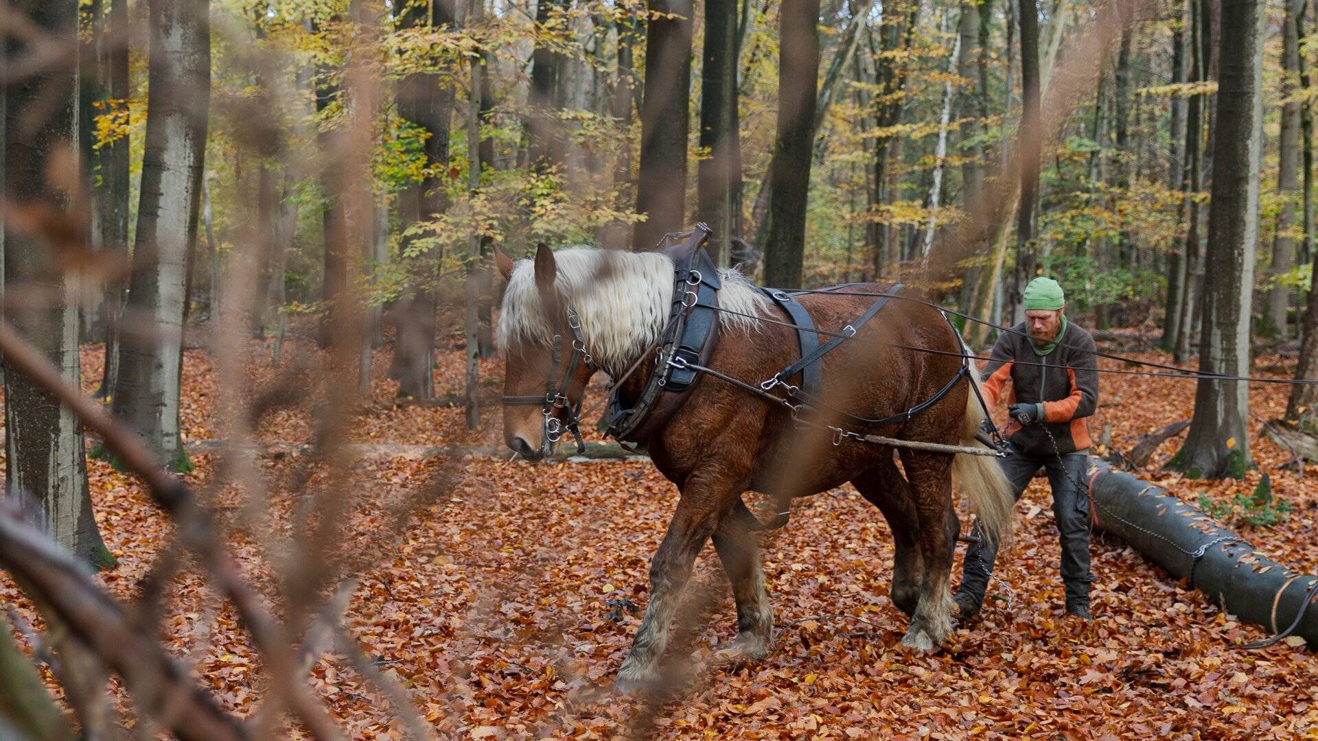  Rückepferd Elliot mit Besitzer Daniel Proske im Einsatz im Hardter Wald. 