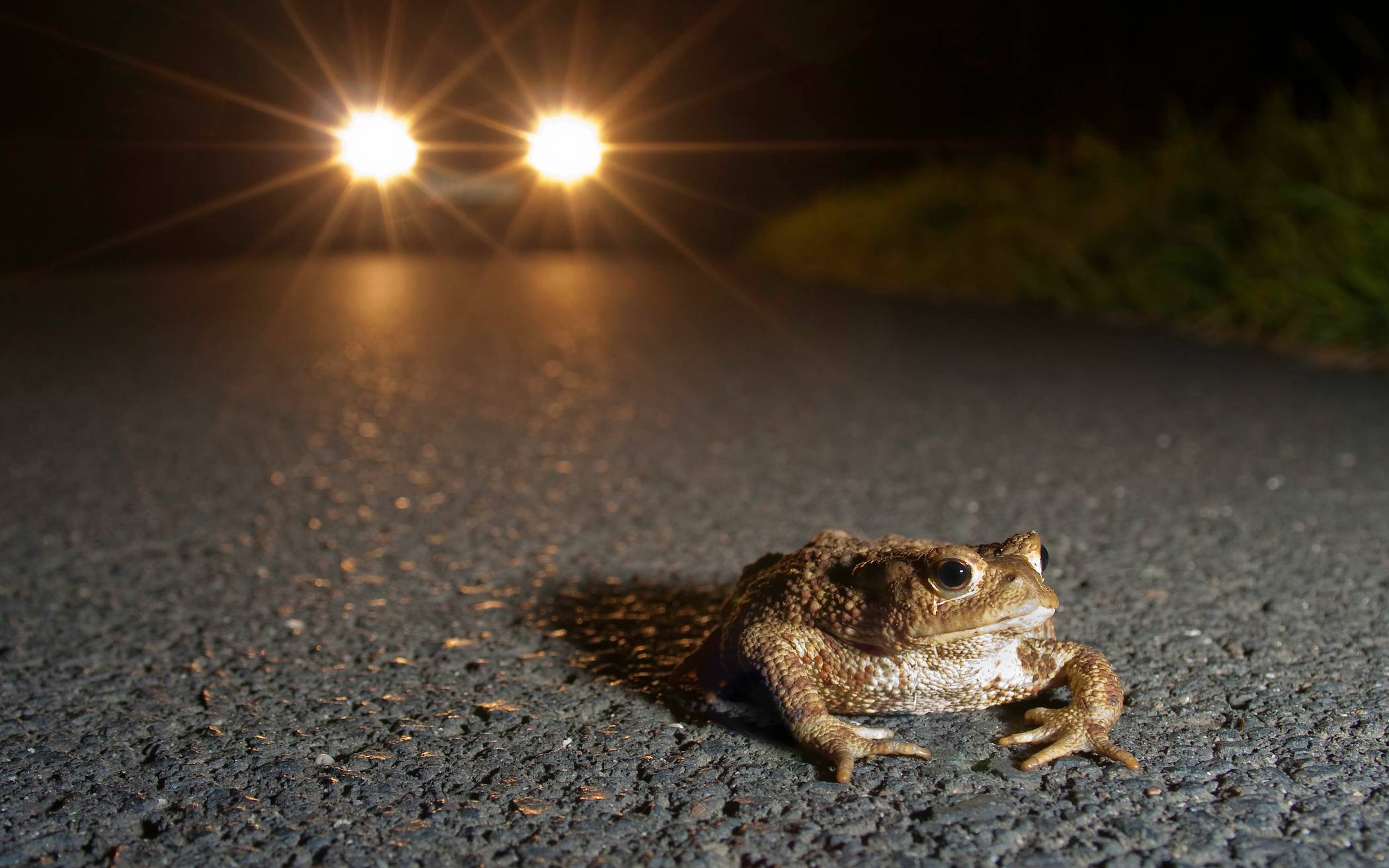 Hilfe bei der Amphibienwanderung