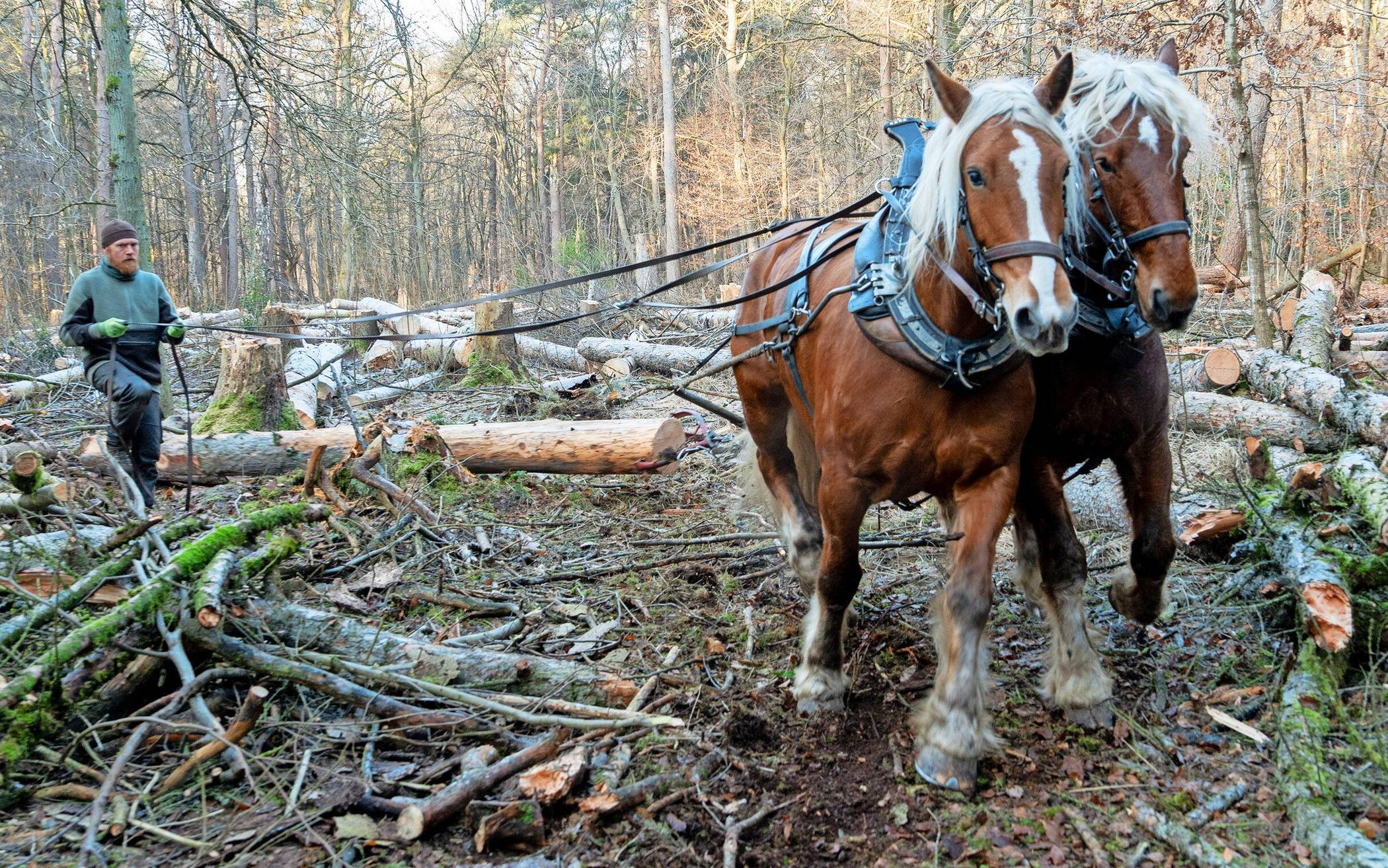 Paula und Eliot ziehen den Stamm durch die Rückegasse bis zum Hauptweg – hier Fichtenstämme, die dem Borkenkäfer zum Opfer fielen.
