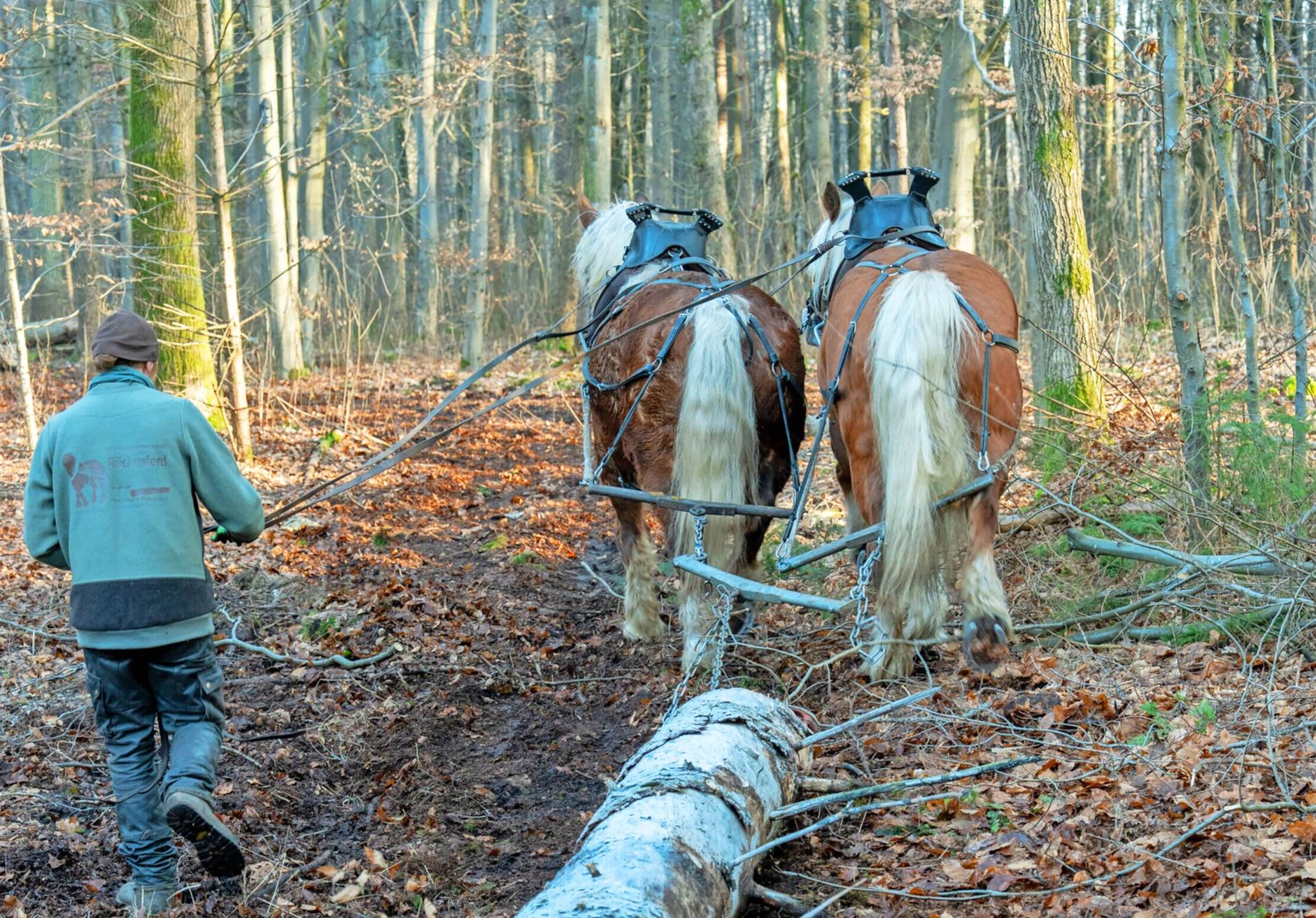 Einwandfreie Haltung, Zustand der Pferde: Einmal im Jahr wird geprüft und dann gibt es das RAL-Zeichen für Pferdehaltung. Auch Erste Hilfe für Pferde muss Daniel Proske können.