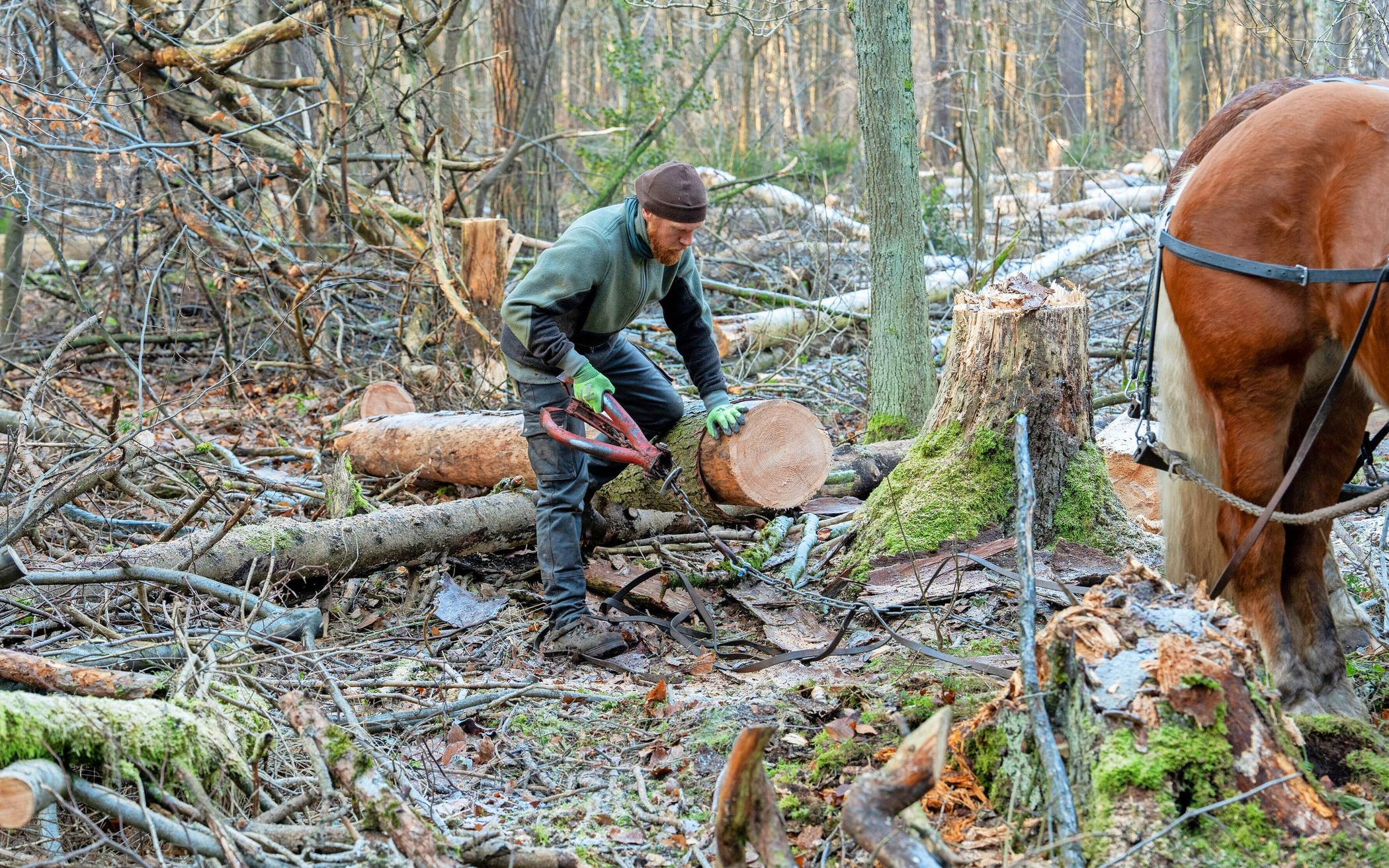 Daniel Proske befestigt den Baumstamm mit einer Art Eisenklammer. Dann kann es losgehen.