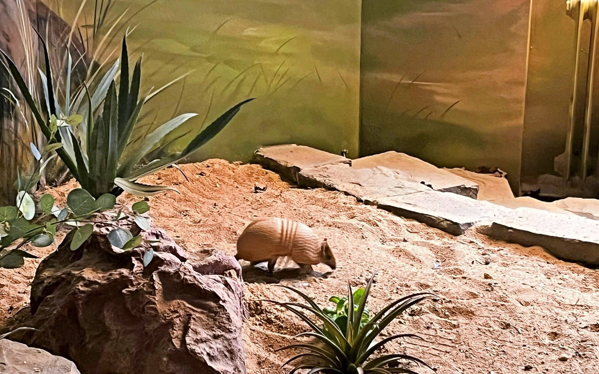 Tiergartenleiterin Dr. Katrin Ernst und ihr Team freuen sich, dass „Bolle“ nun in seinen eigenen „vier Wänden“ angekommen ist. Der ehemalige Aufenthaltsraum der Mitarbeiter bietet ausreichend Platz.