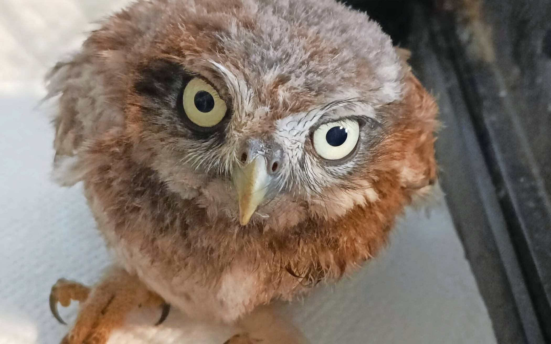 Man sieht sie fast nie, aber Steinkäuze sind in unseren Wäldern heimisch.