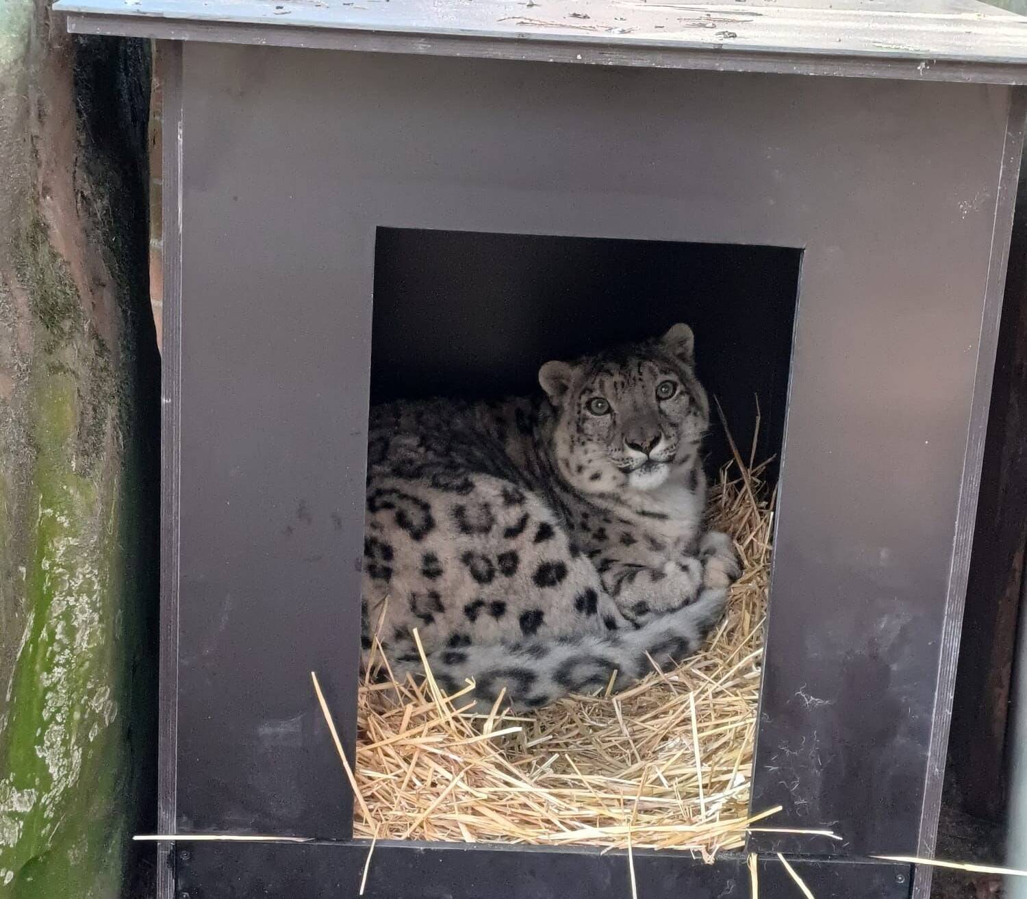 Schneeleopard Qilian ist in den Zoo Krefeld eingezogen. 