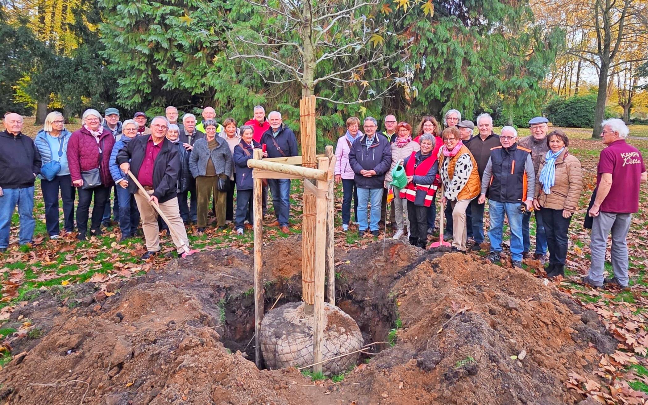  Zum Jubiläum im letzten Jahr hatten die Heimat- und Geschichtsfreunde einen Amberbaum im Konrad-Adenauer-Park gepflanzt.   