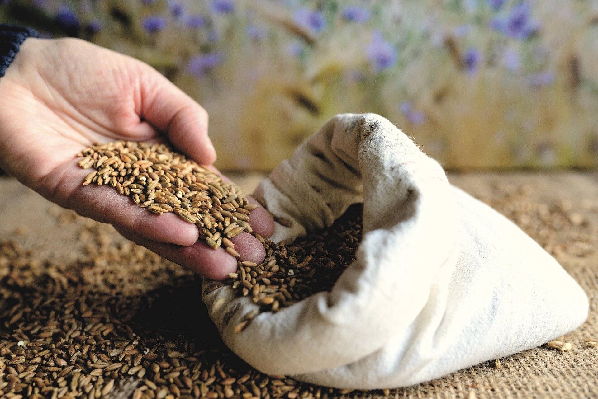  Am heutigen Sonntag ist wieder Saatgut-Tauschbörse in der VHS – mit vielen Vorträgen. 